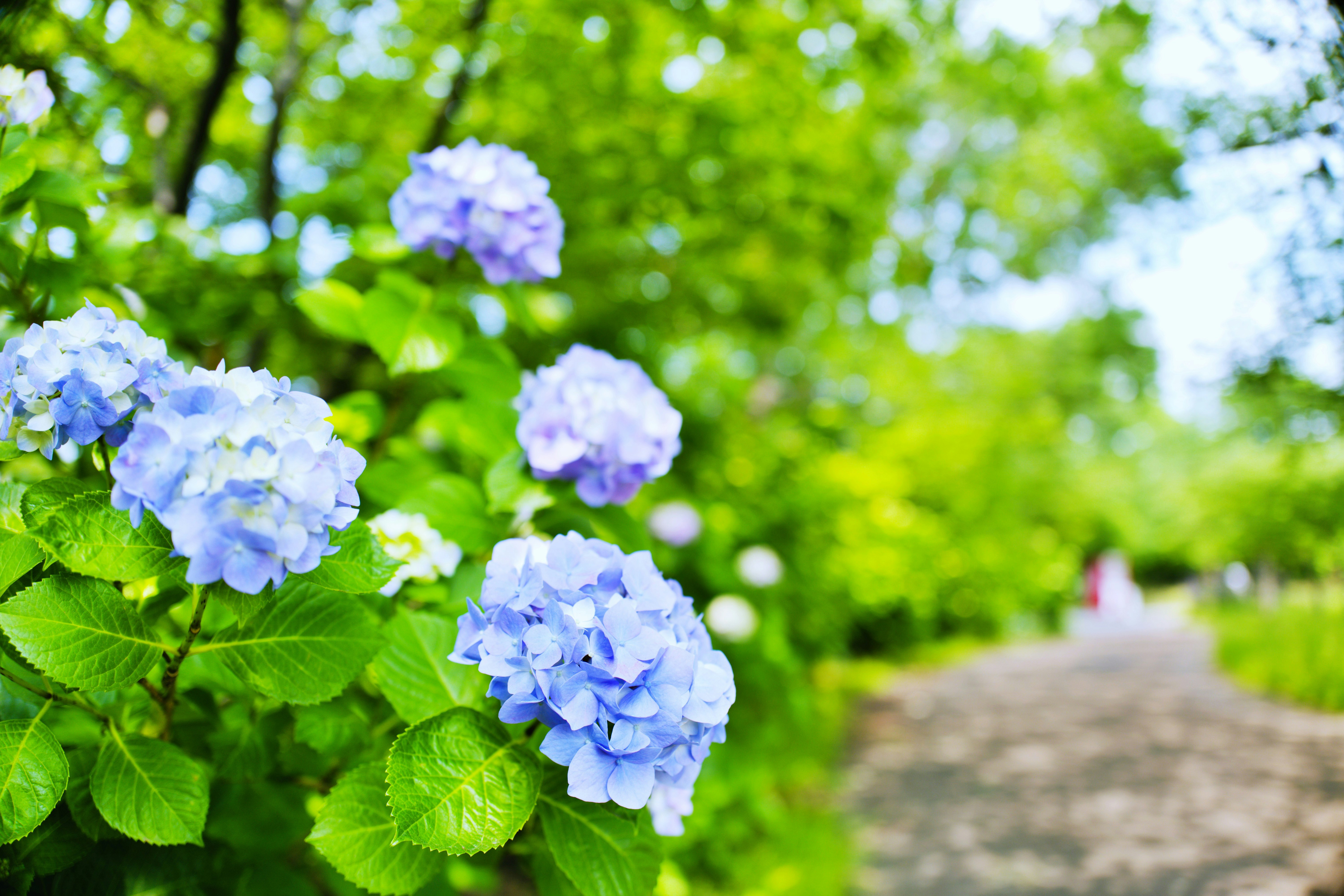 青いアジサイの花と緑の葉のクローズアップ