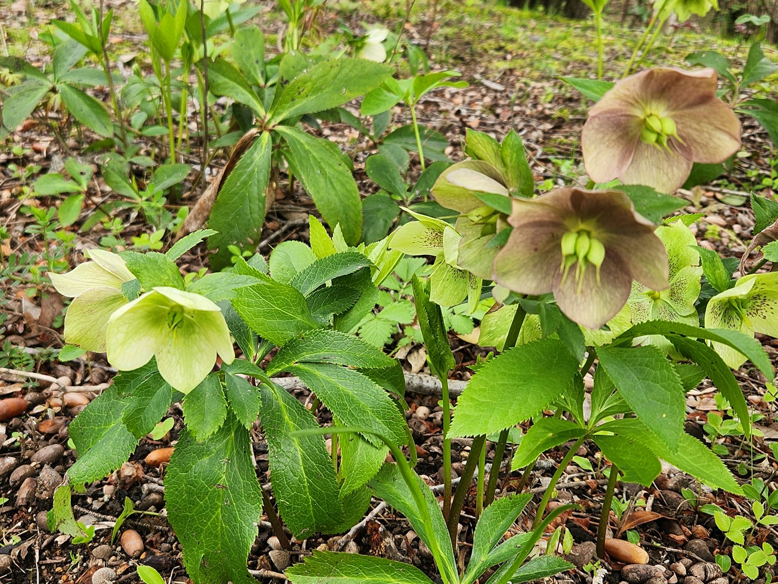 花园场景，盛开着浅色的黑肋菜花