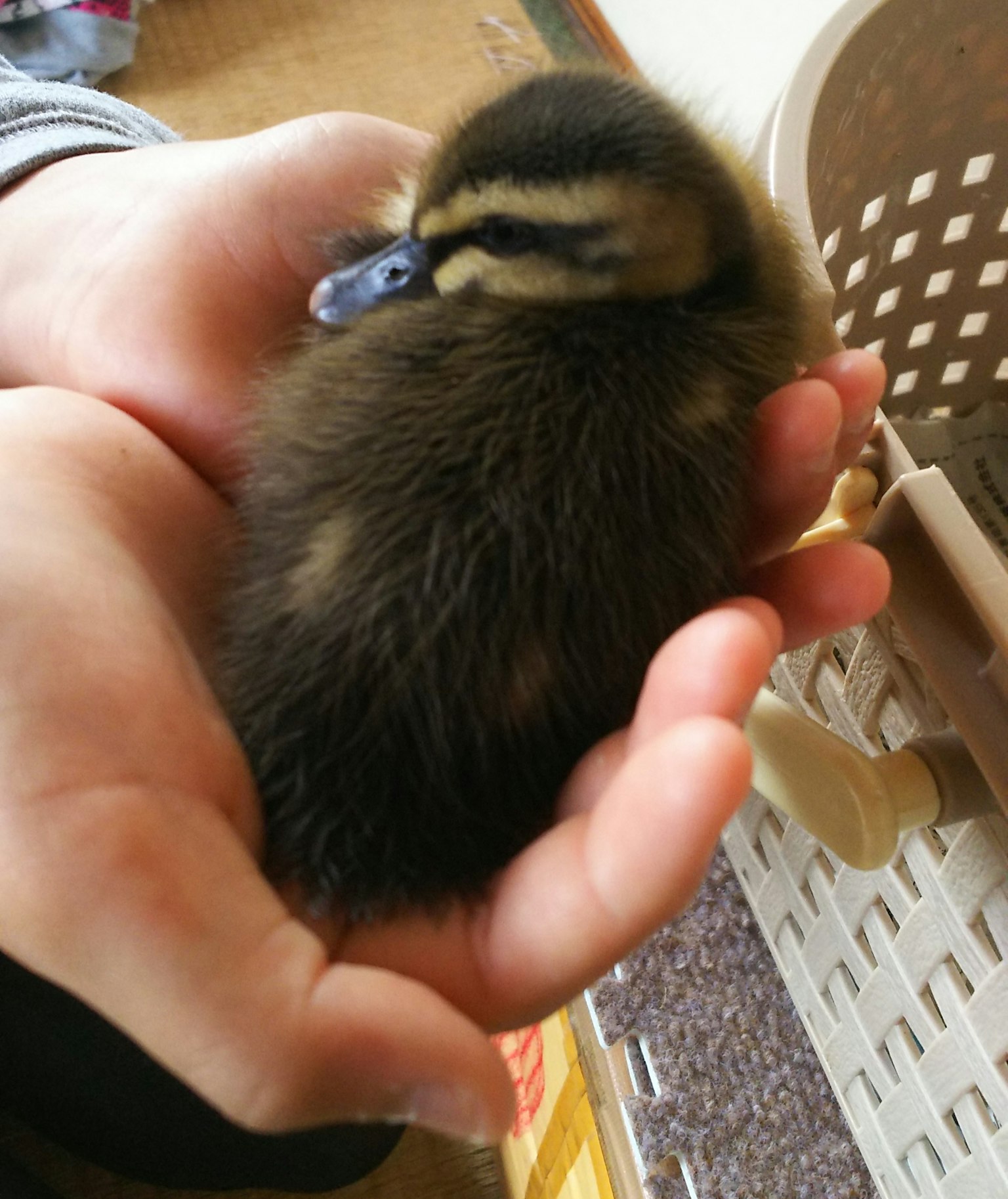 Seekor anak bebek kecil di tangan seseorang bulu lembut dan wajah khas