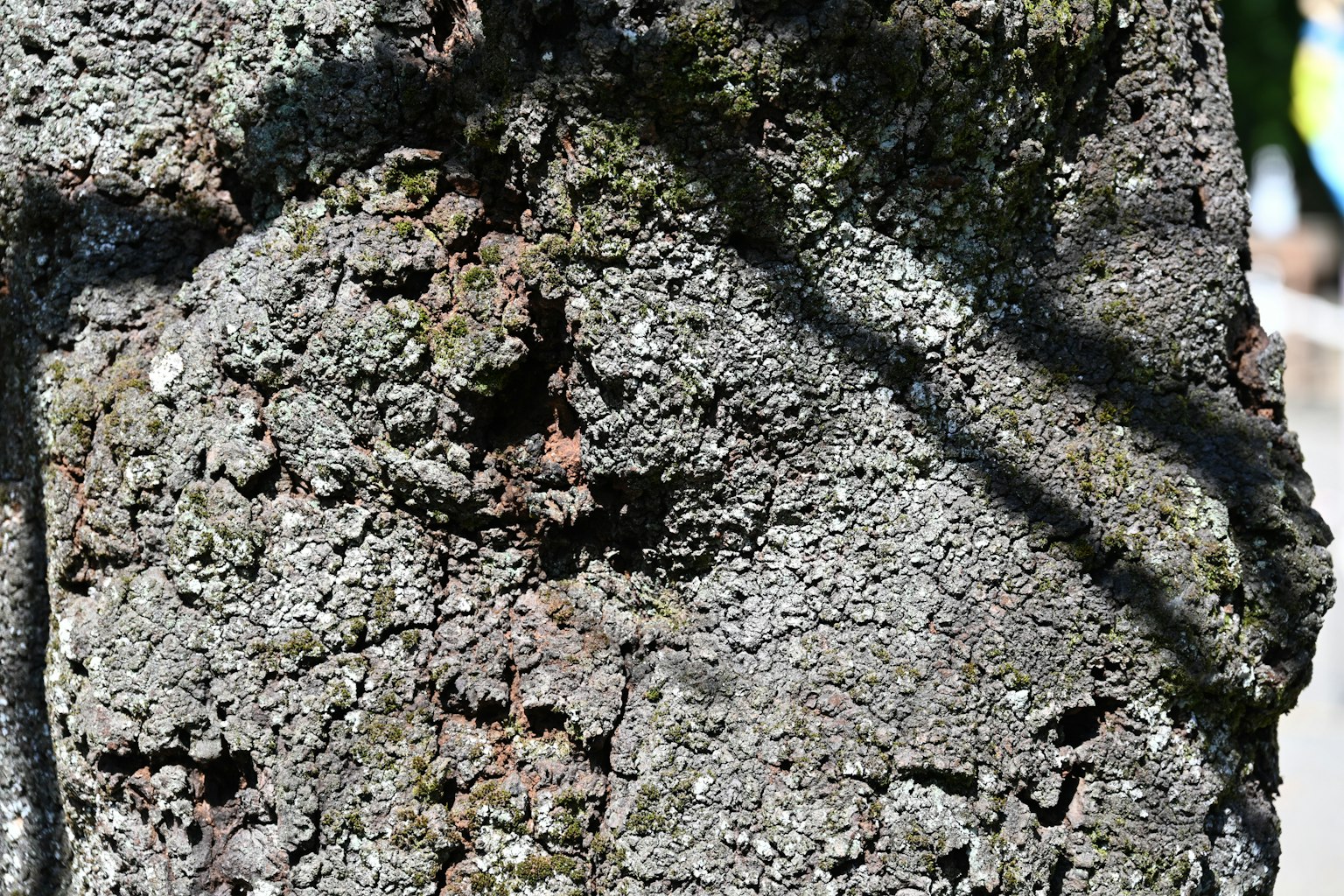 Raue Baumrinde mit geworfenen Schatten