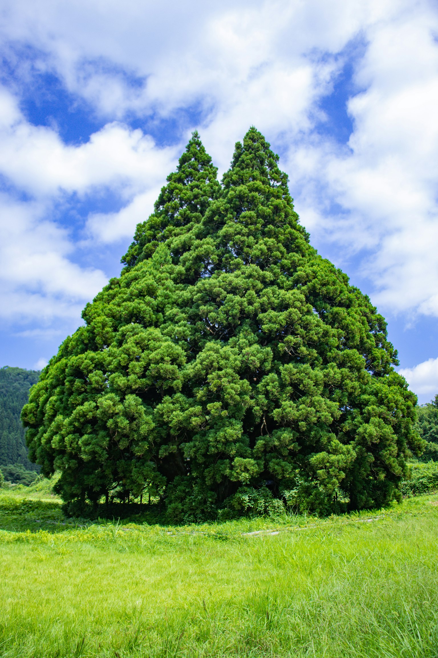 Two lush green trees standing side by side against a blue sky