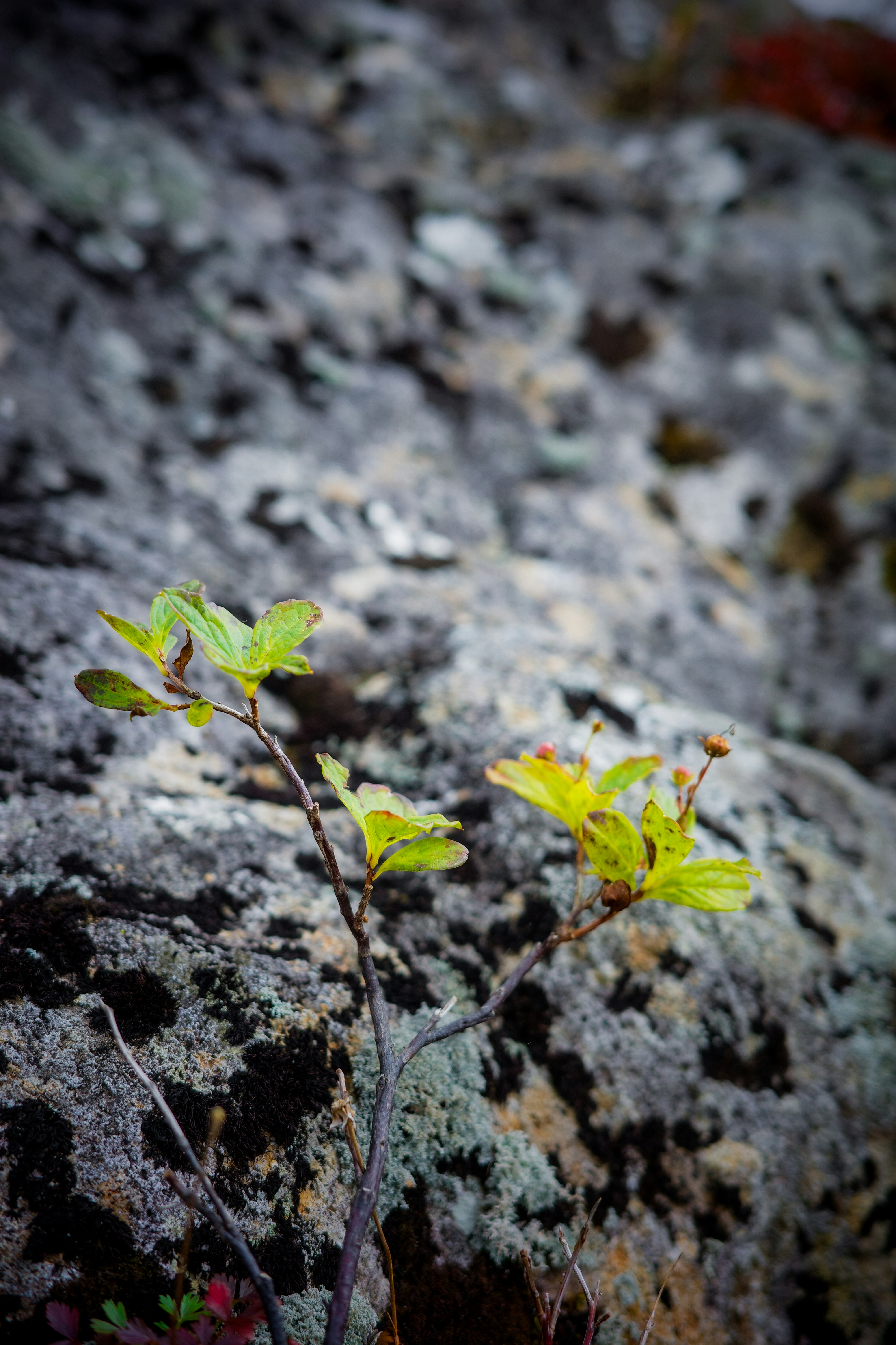 young green plants sprouting from rocky ground