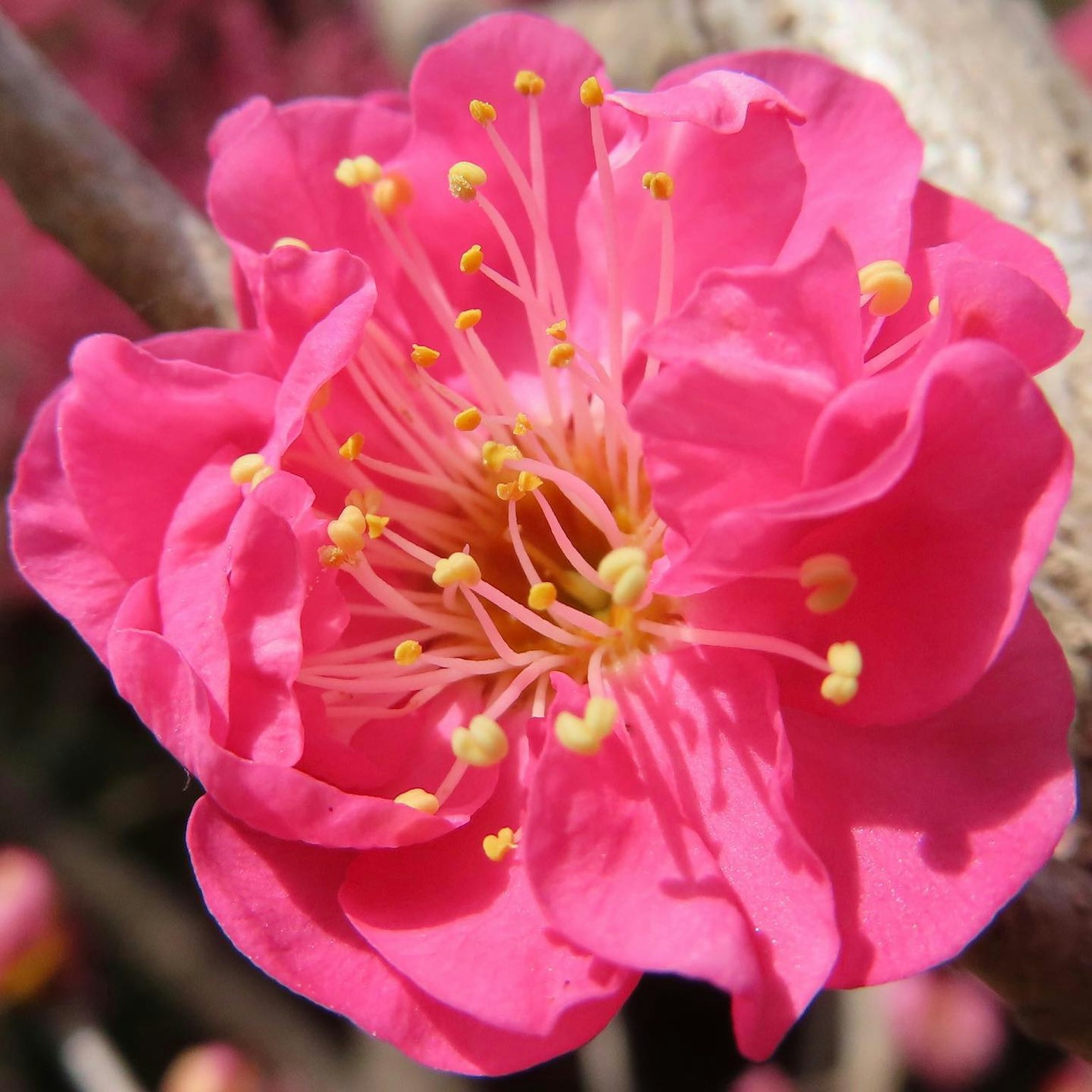 선명한 분홍색 매화꽃의 클로즈업