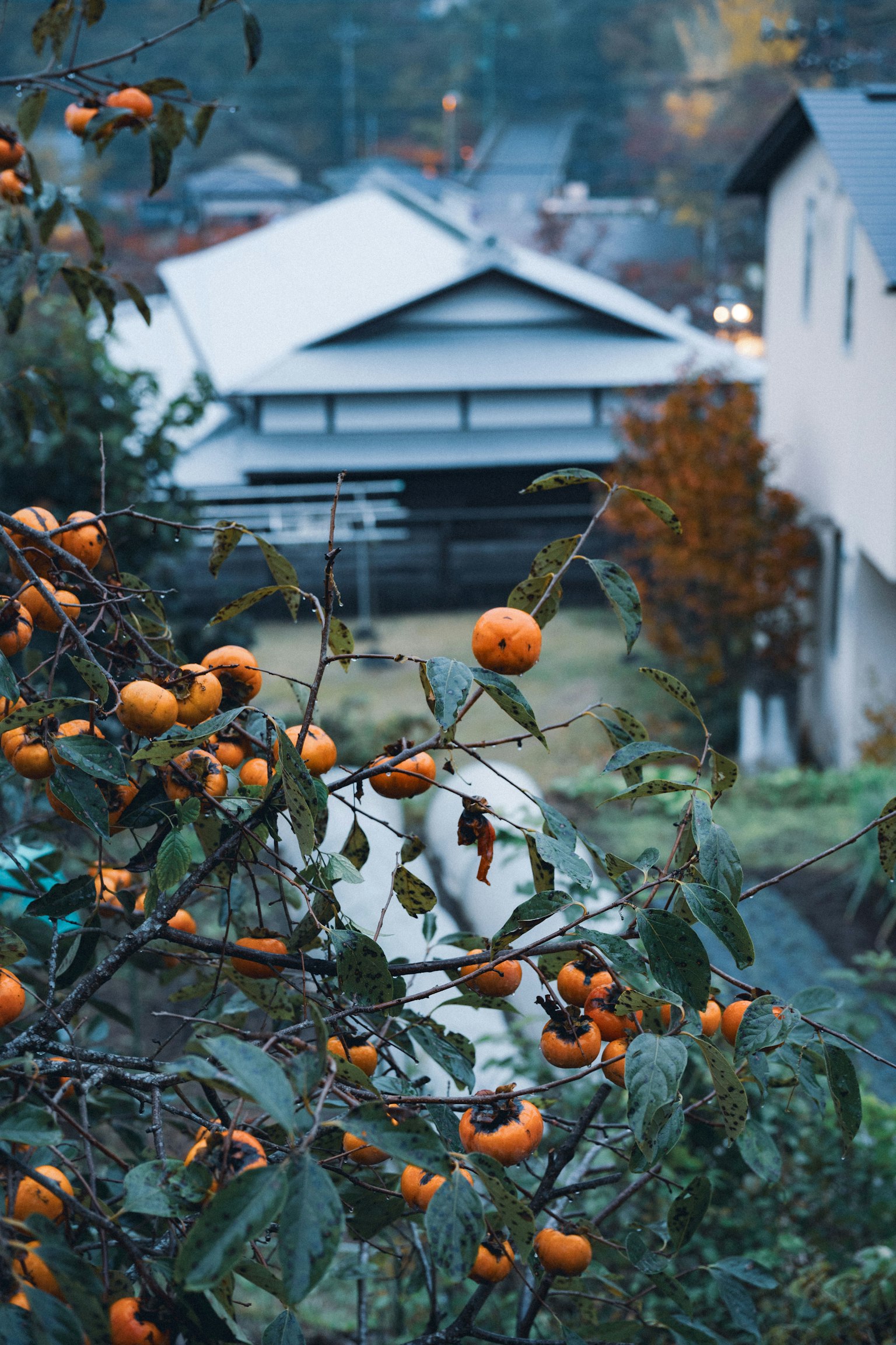 オレンジ色の柿の実がついた木と背景の家々の風景