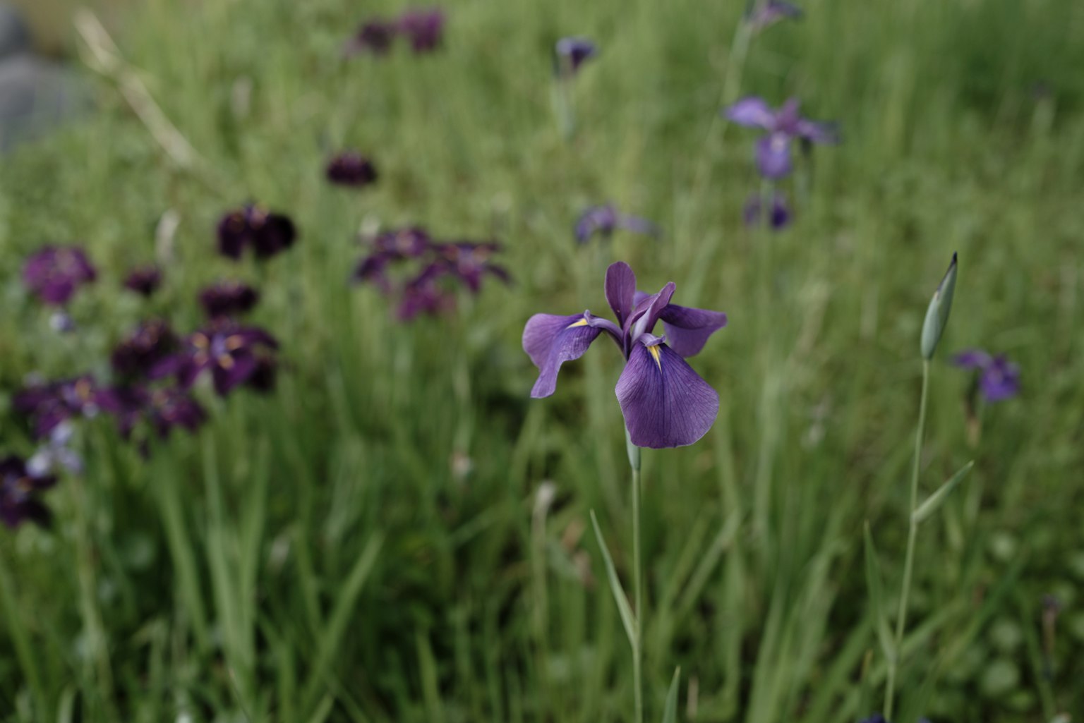 Un campo di fiori viola con erba verde