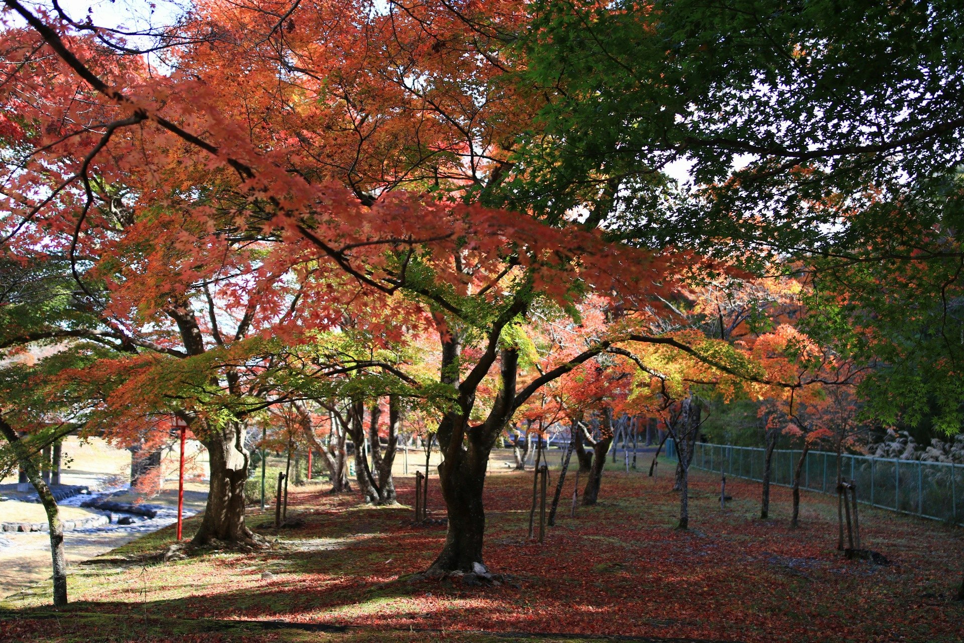 紅葉の並木道を歩く人々のある公園の景色