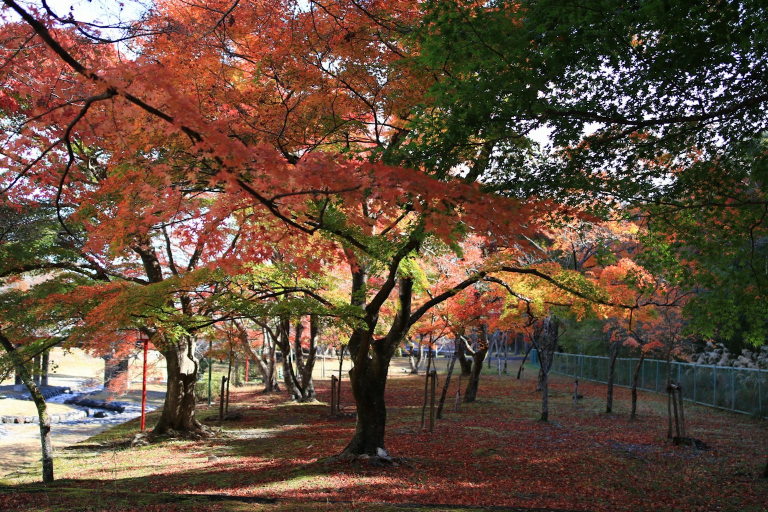 Eine Parkszene mit lebhaften Herbstlaub