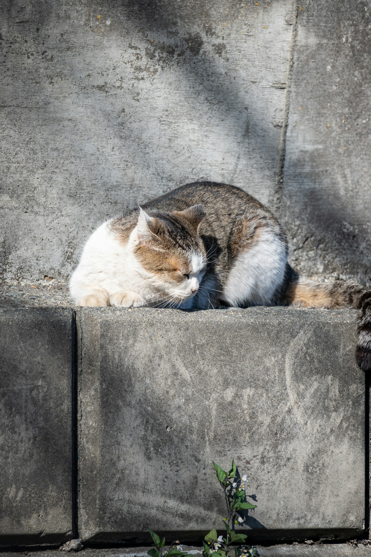 Chat gris et blanc dormant sur un rebord en pierre