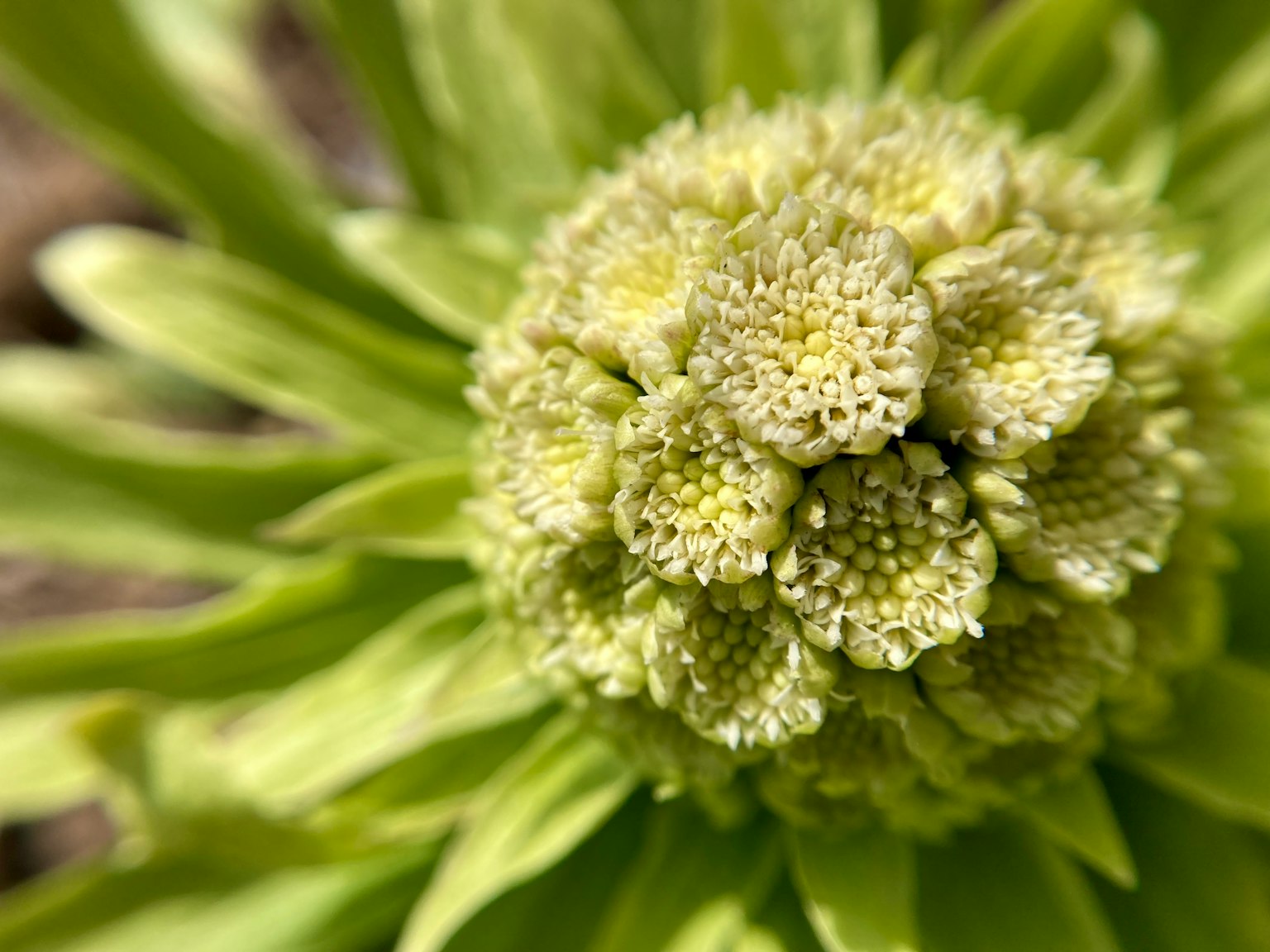 Primo piano di un bocciolo di fiore verde con dettagli intricati