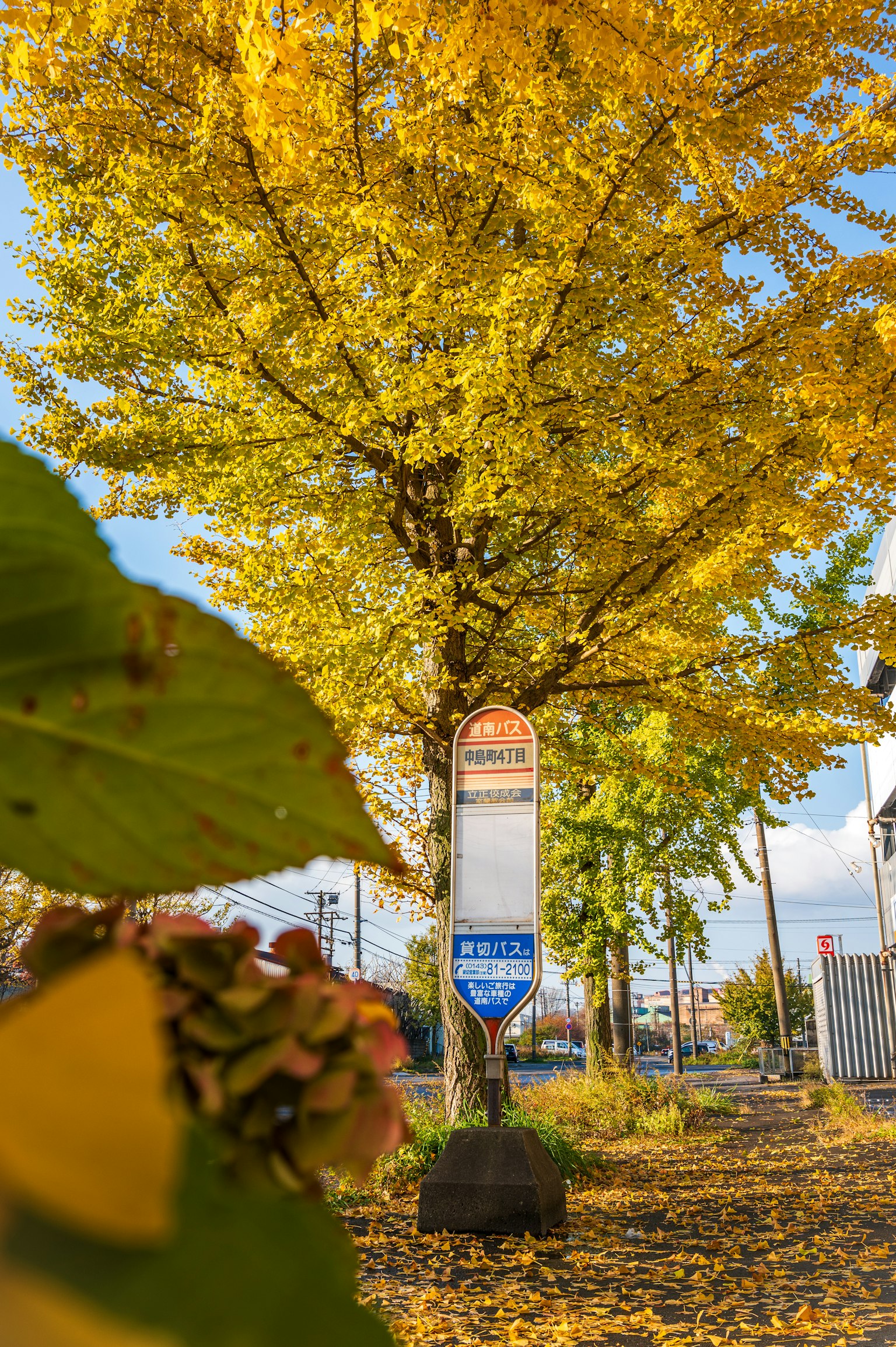 Herbstlaub an einem Straßenbaum mit einer Bushaltestelle