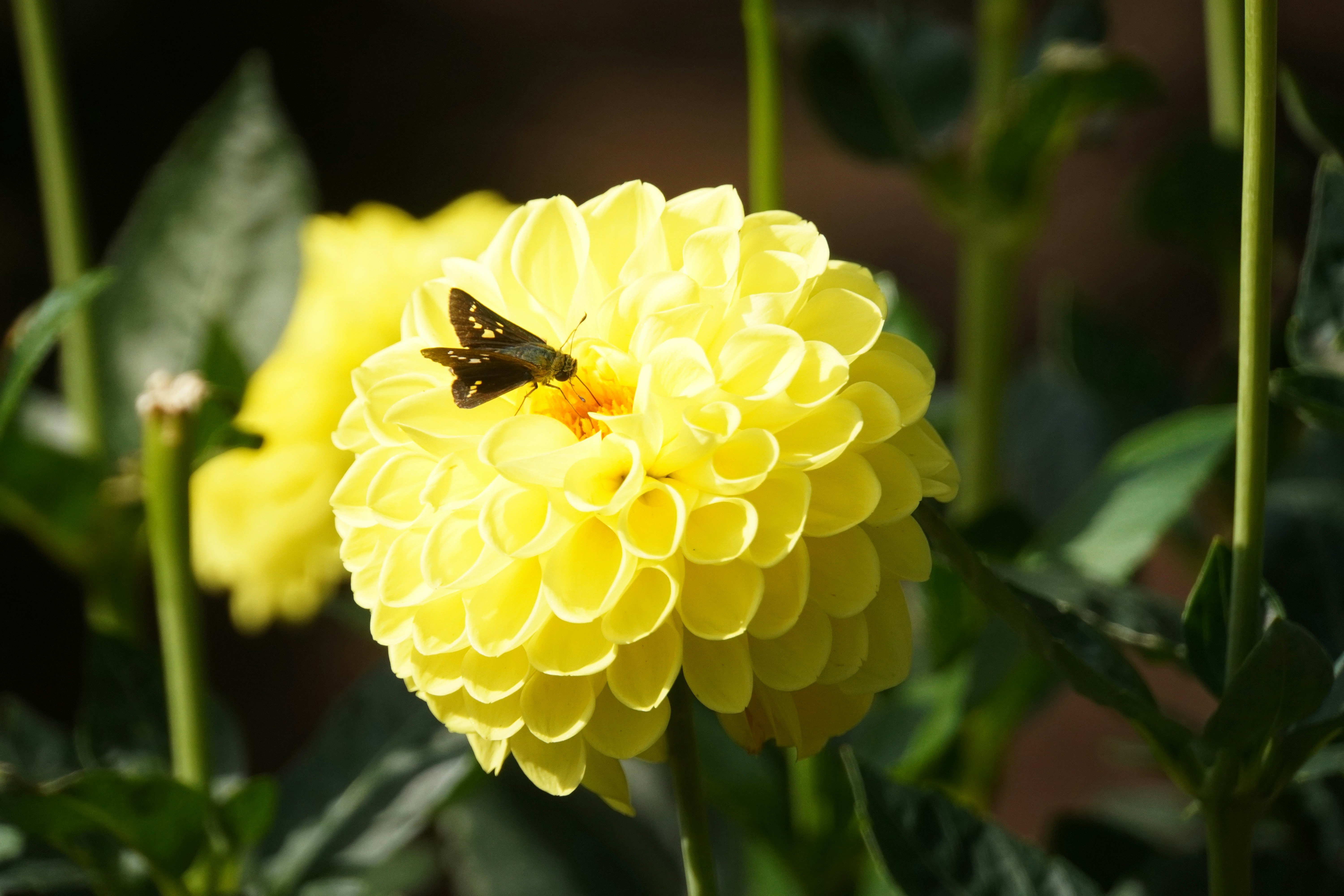 黄色い花にとまる蝶