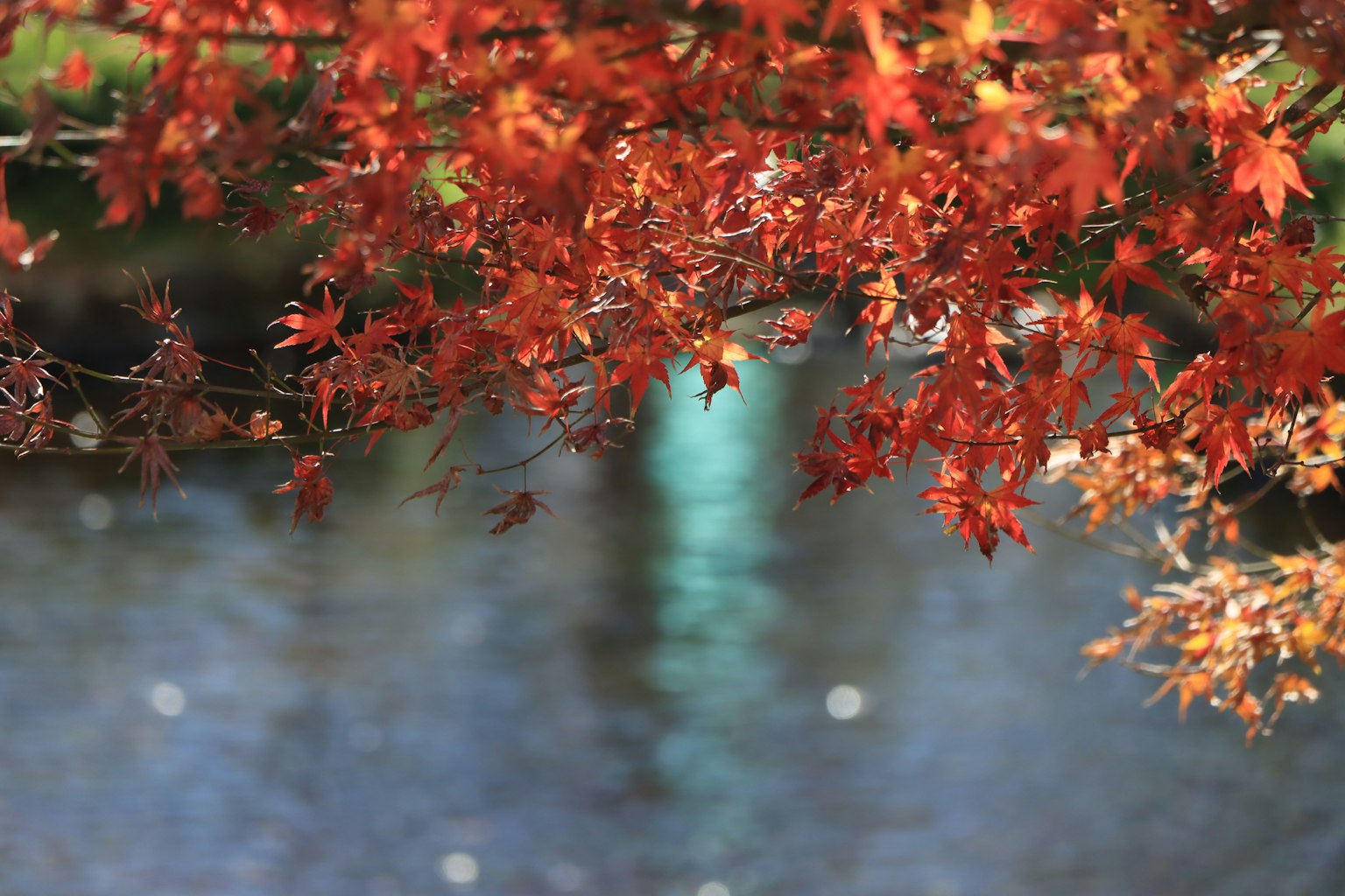Autumn leaves reflecting on the water surface