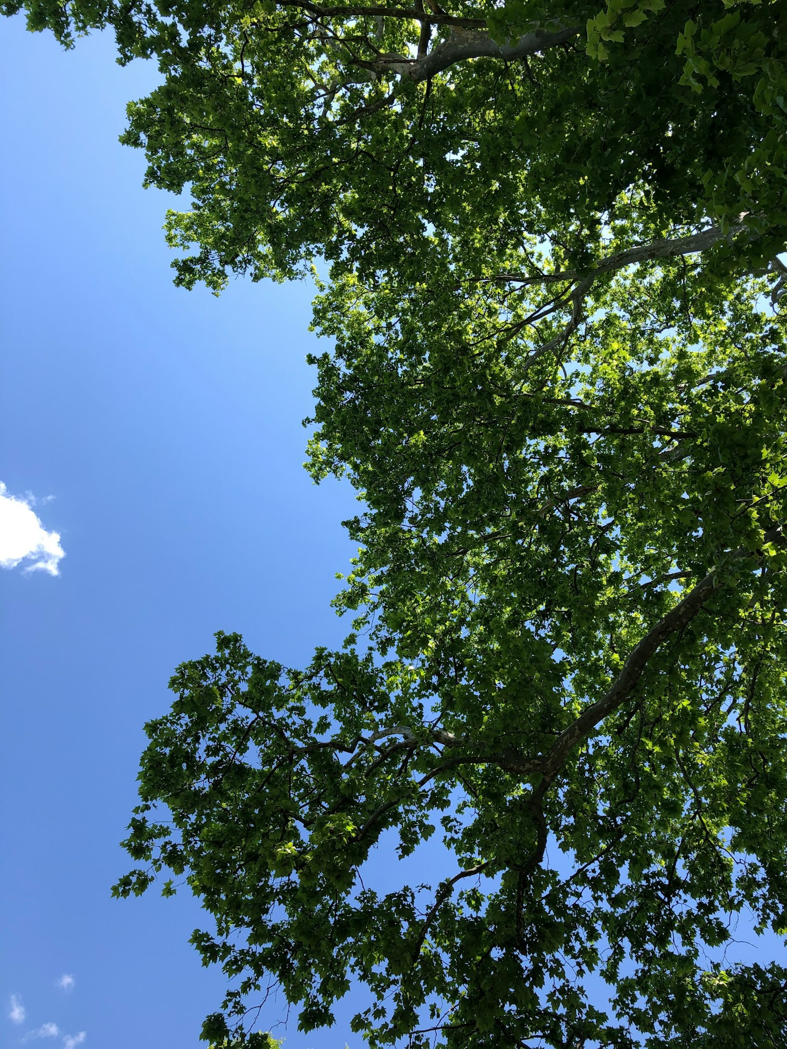 Rami di foglie verdi sotto un cielo blu
