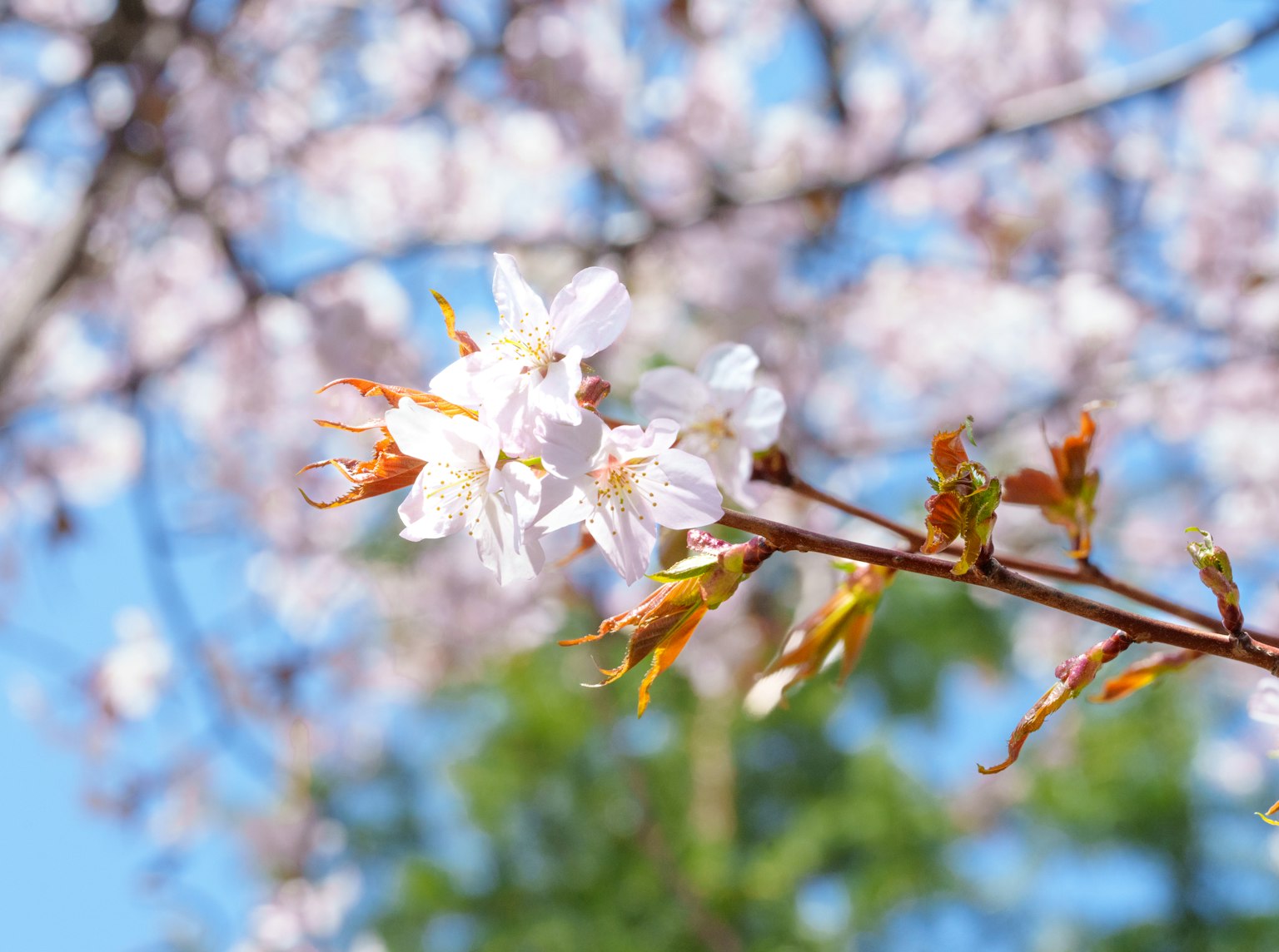 Kedekatan bunga sakura di cabang dengan latar belakang langit biru