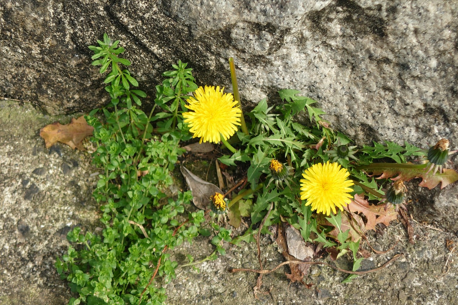 Dente di leone gialli che crescono tra le pietre con foglie verdi