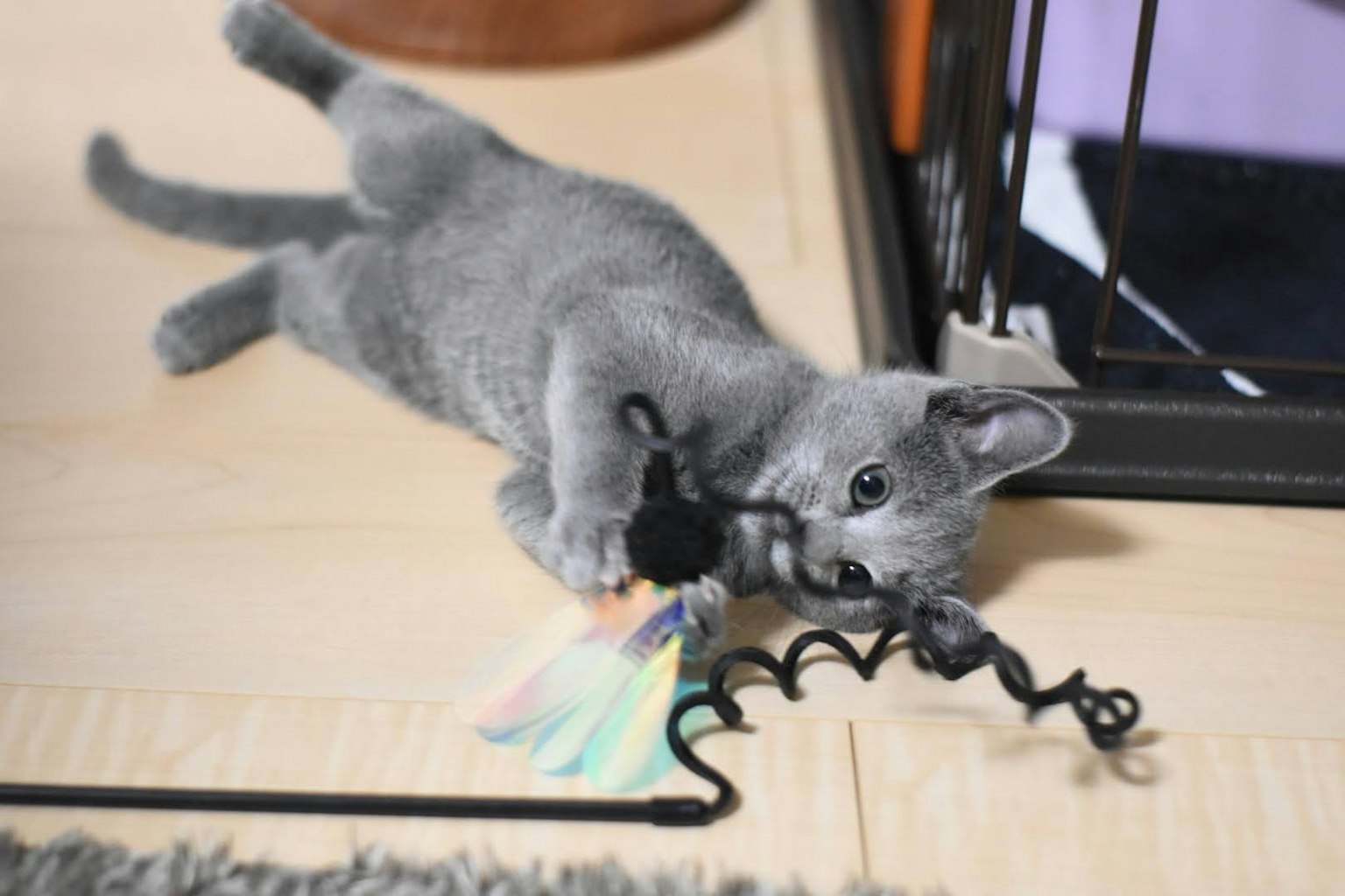灰色小猫正在玩一个彩色玩具