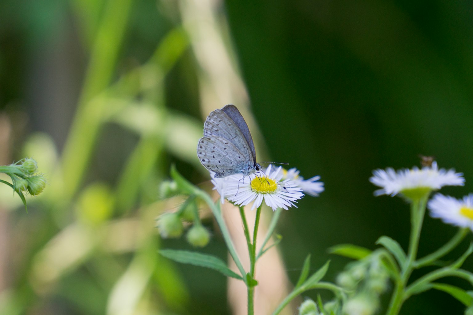 Una mariposa azul posada sobre una flor blanca con un fondo verde