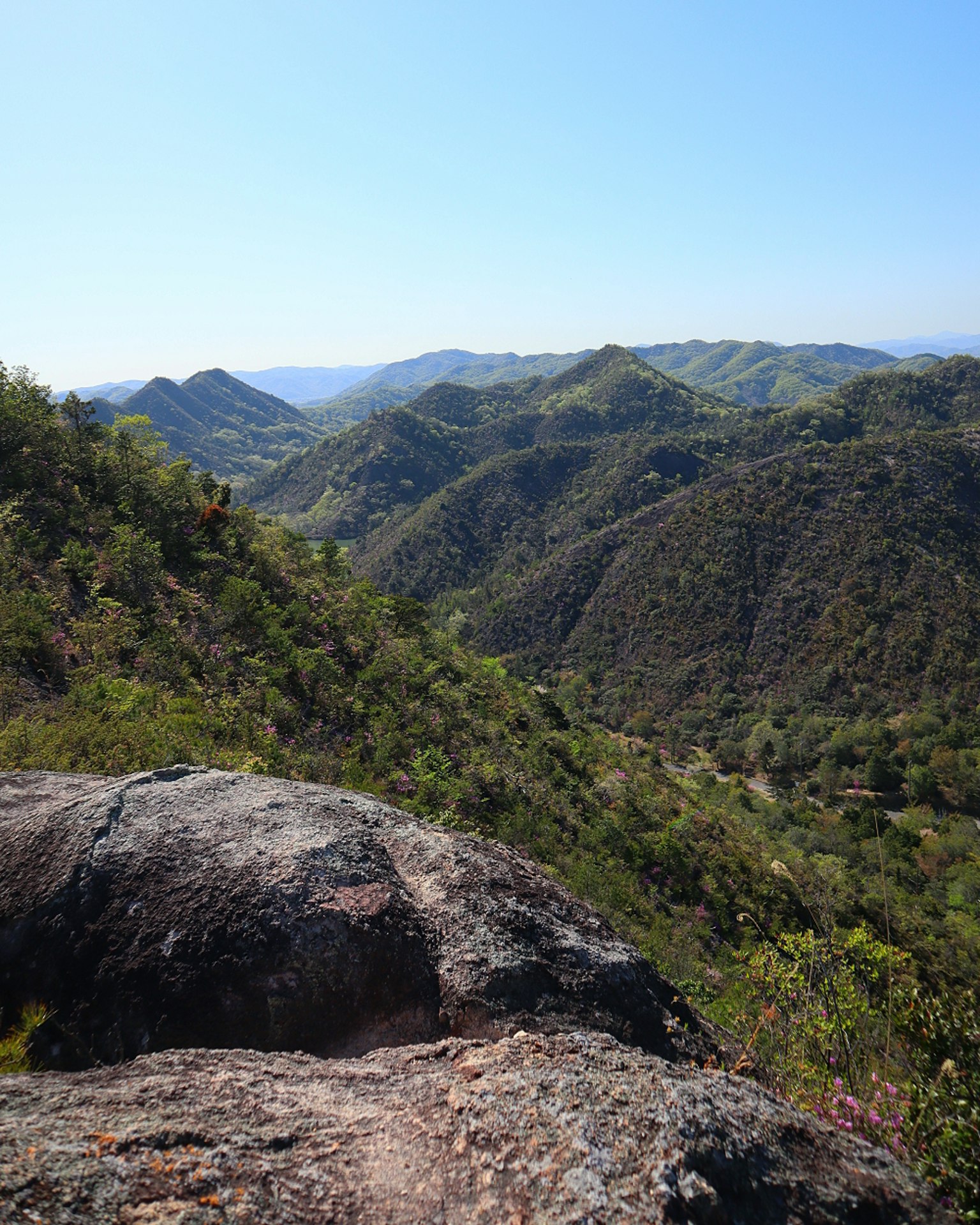Vista ampia di colline ondulate e fogliame verde