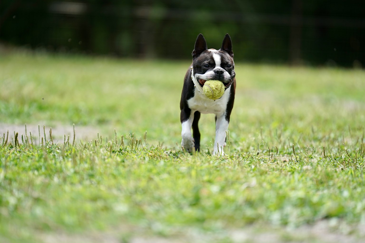 Boston Terrier running with a ball in its mouth on a green grassy field