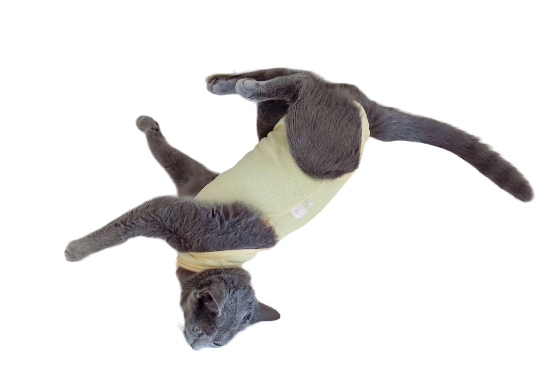 白色背景上玩耍的两只灰猫