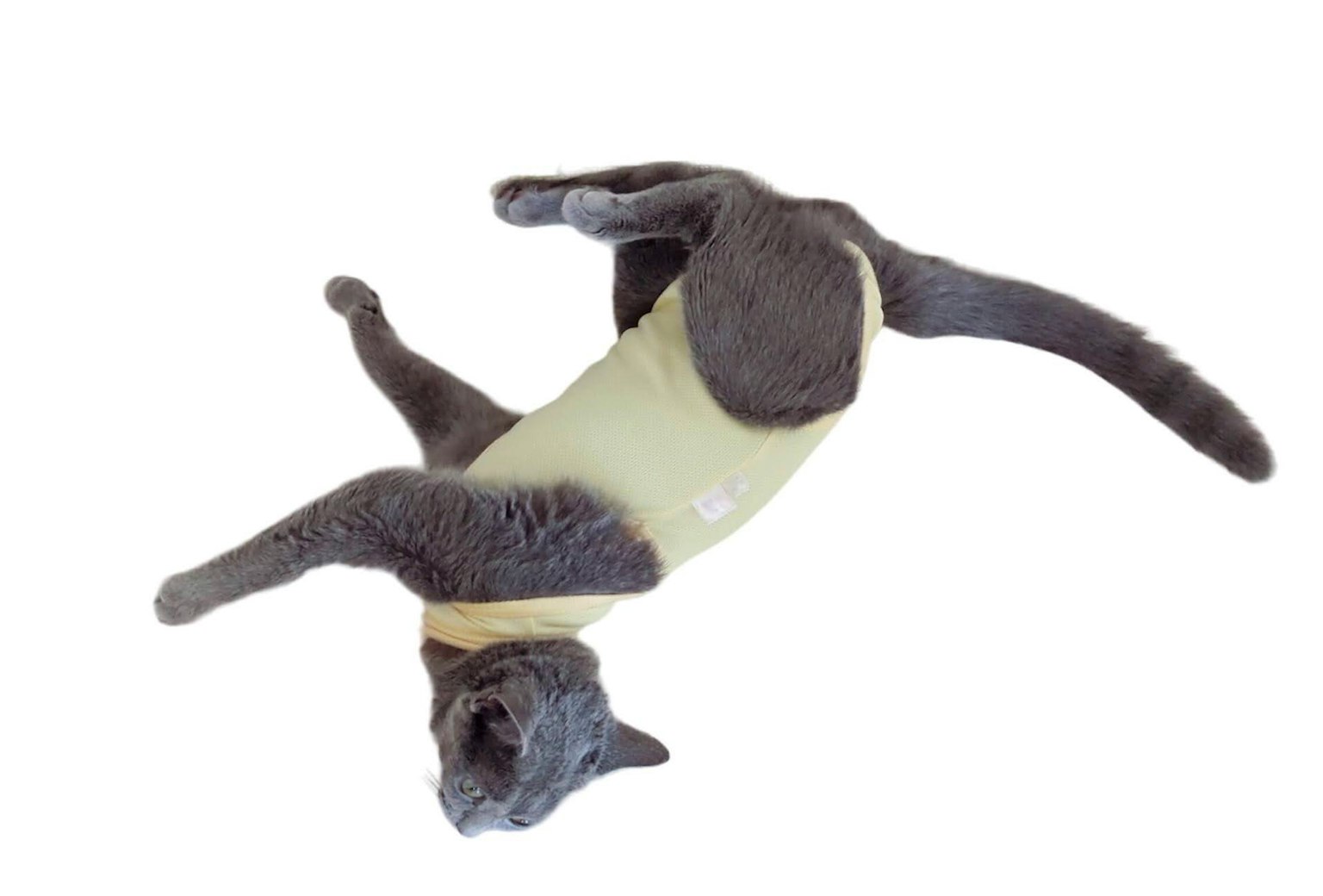 Gatto grigio con un vestito color crema sdraiato sulla schiena