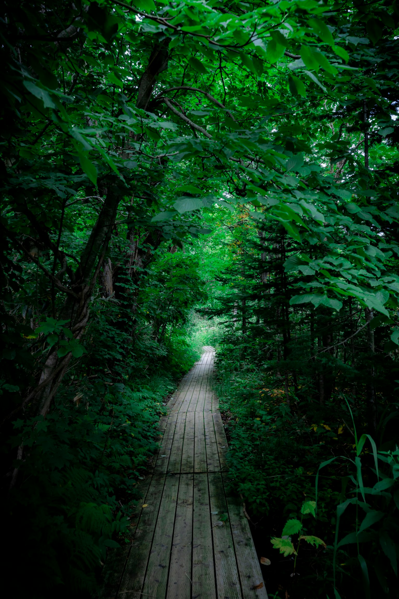 Wooden path surrounded by lush green foliage in a forest
