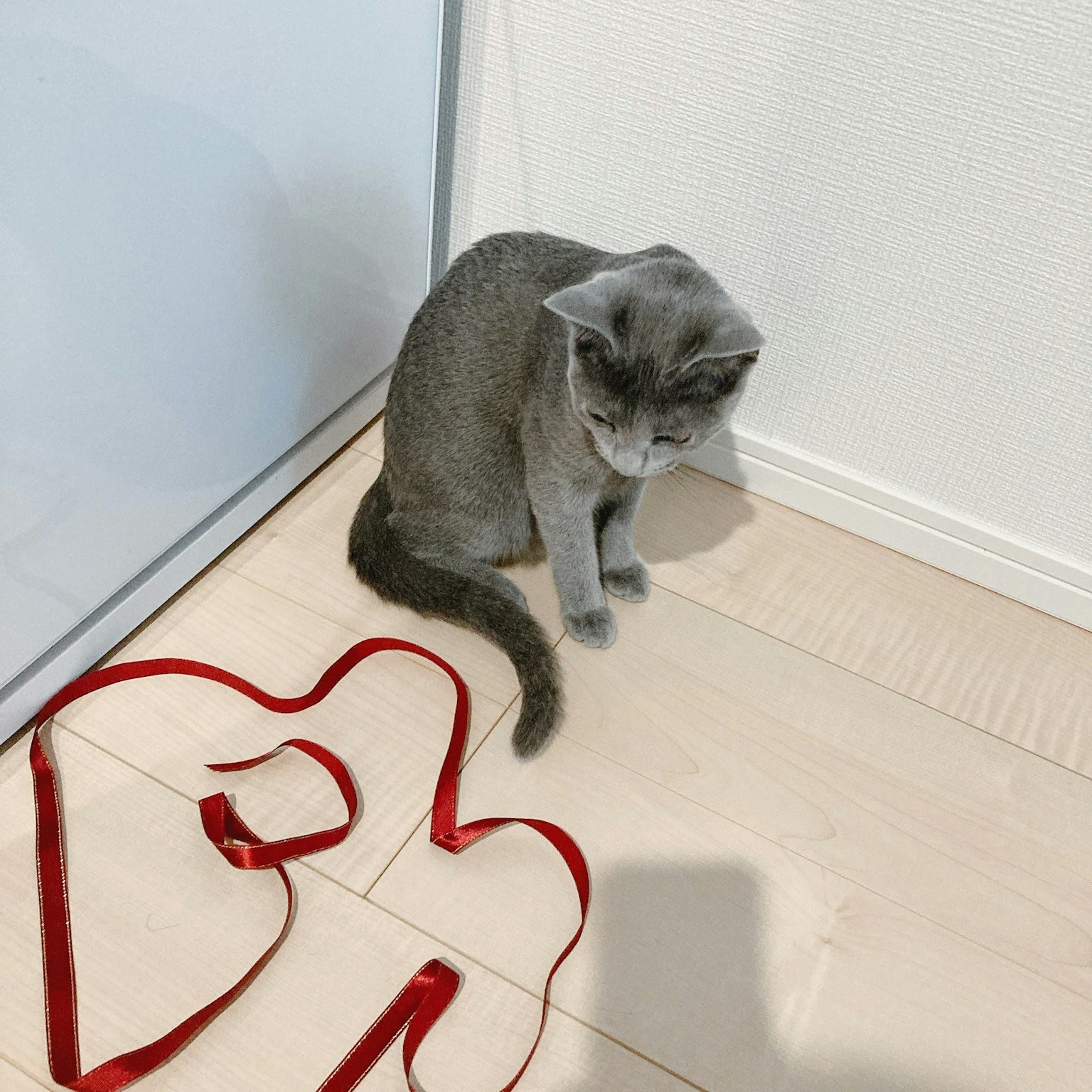 Gatto grigio seduto vicino a un nastro rosso sul pavimento