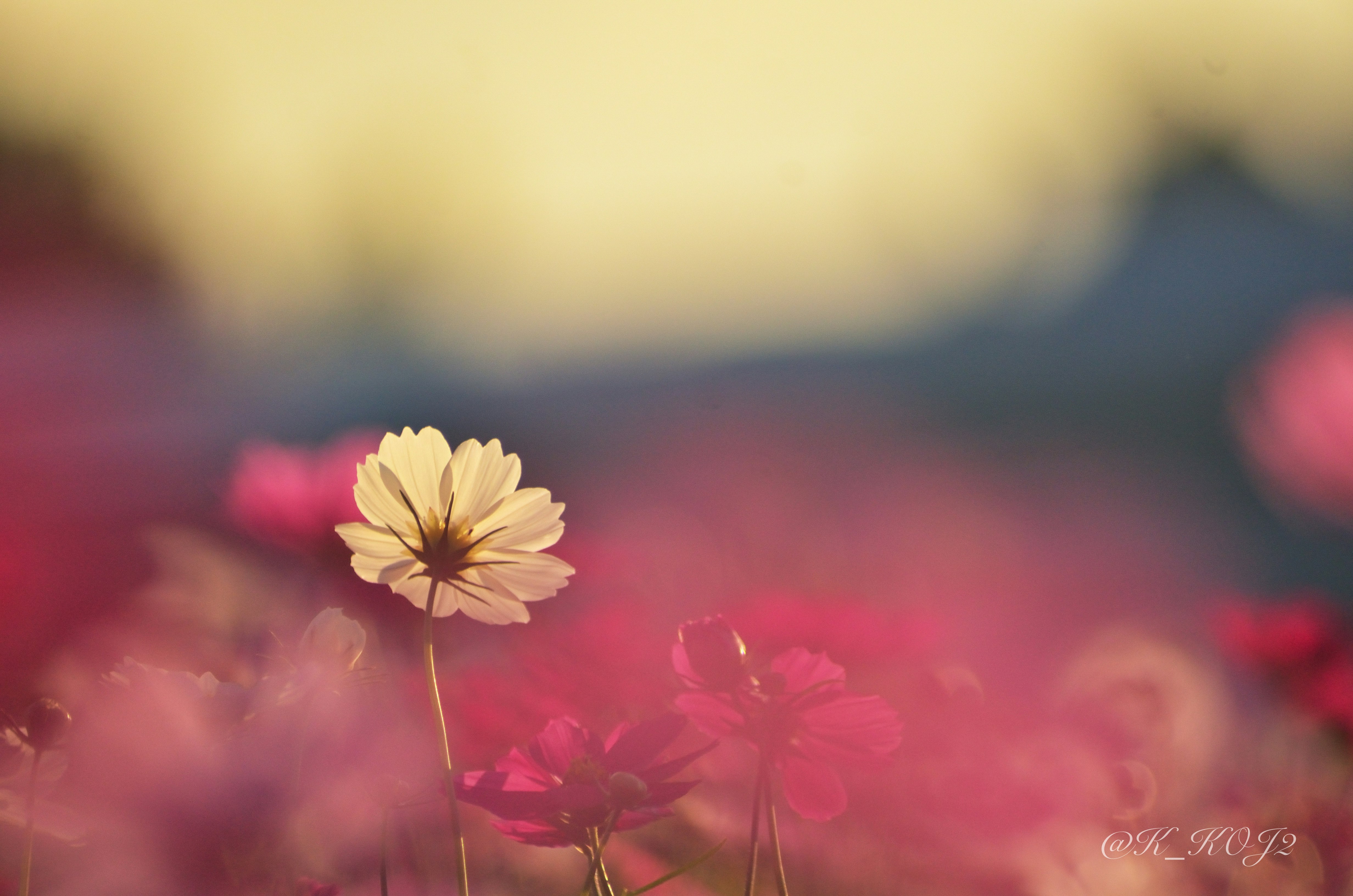 秋桜（コスモス）の花とピンクの花畑のボケ背景