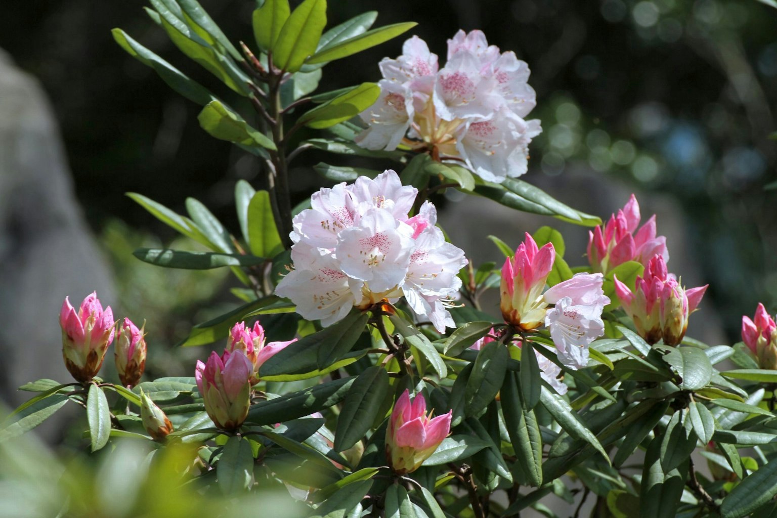 Branche de rhododendron avec des fleurs roses et blanches
