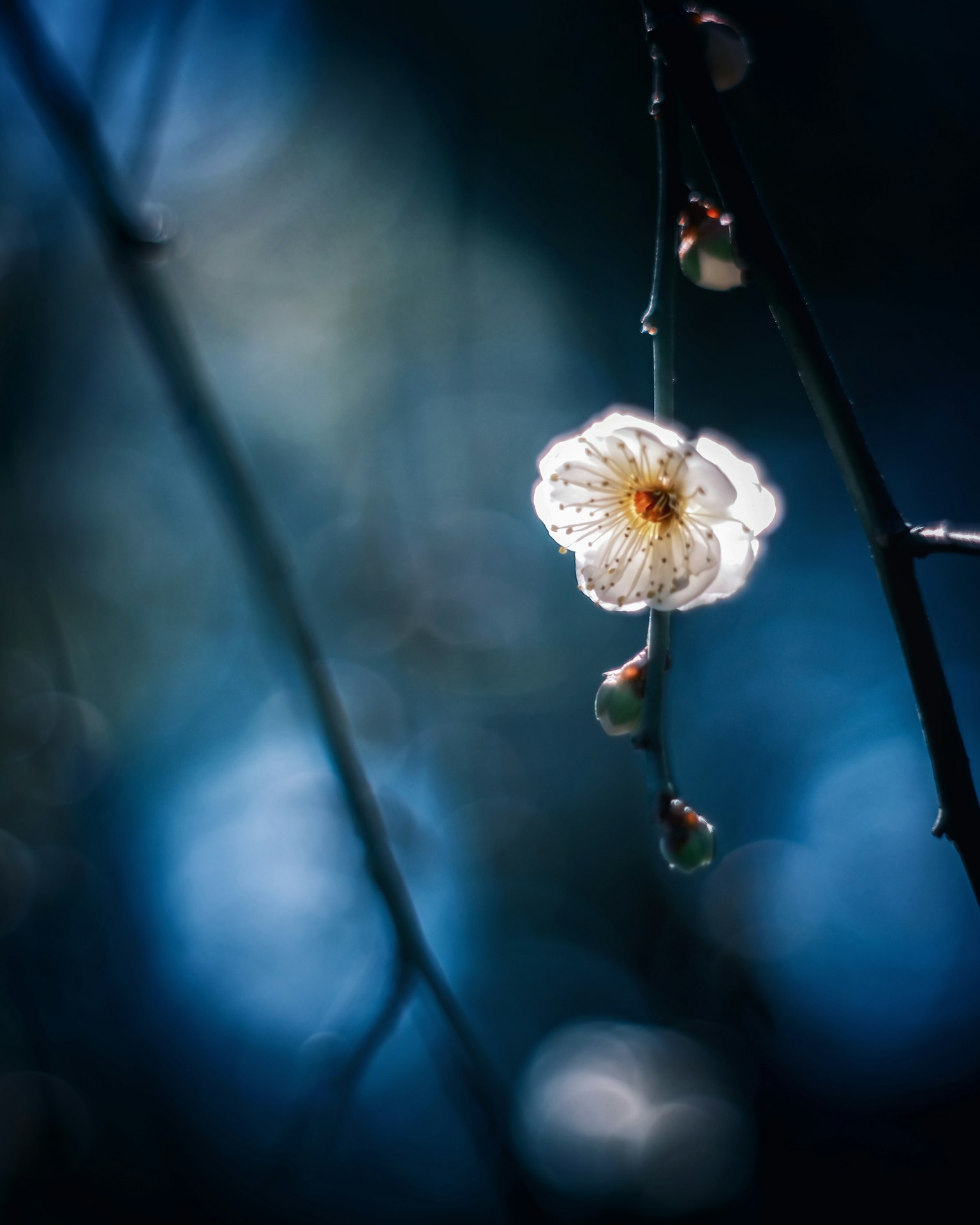 Une branche avec une fleur blanche et des bourgeons sur fond bleu
