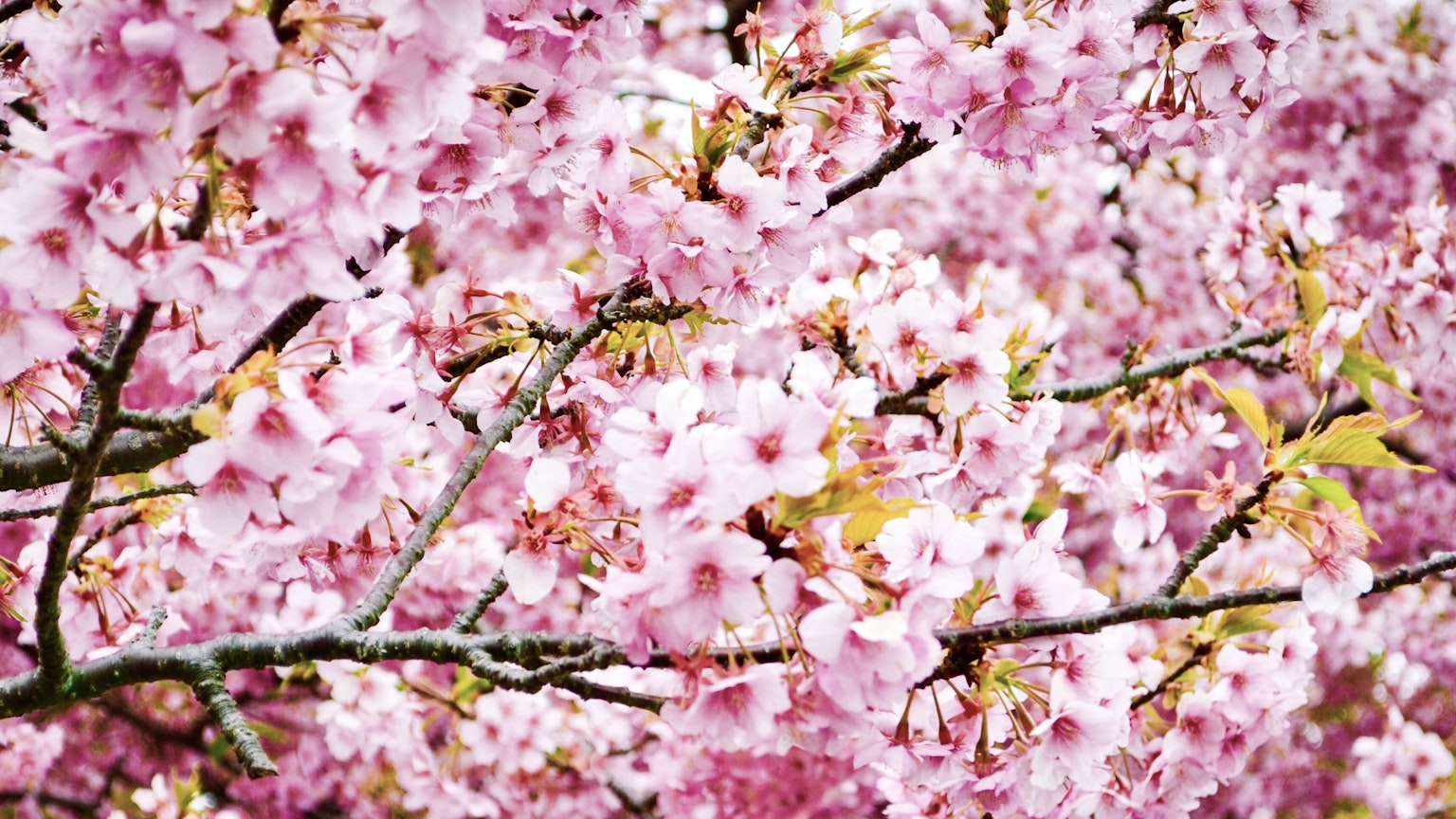 Bellissima scena di fiori di ciliegio in fiore