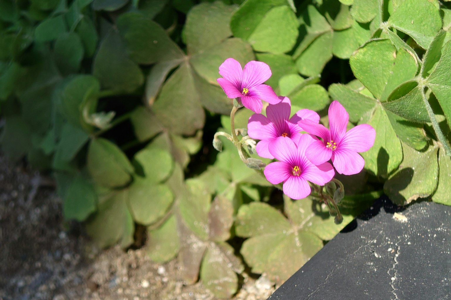 Nahaufnahme von lebhaften rosa Blumen mit grünen Blättern im Hintergrund