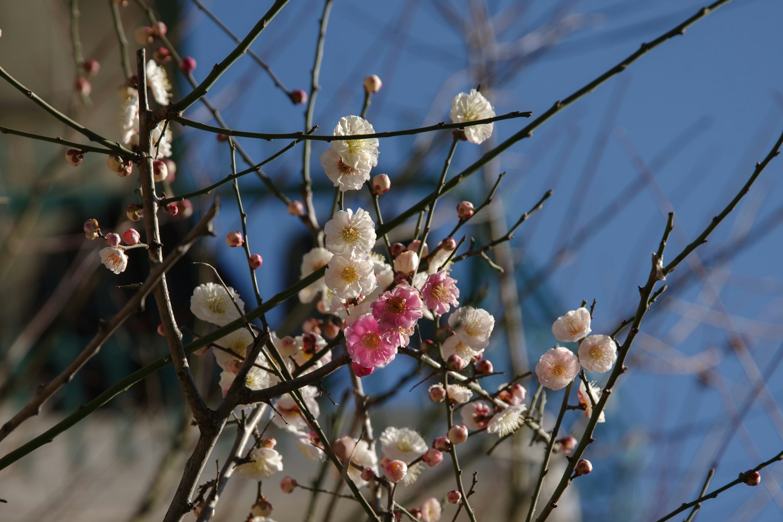 藍天背景下的梅花和細枝