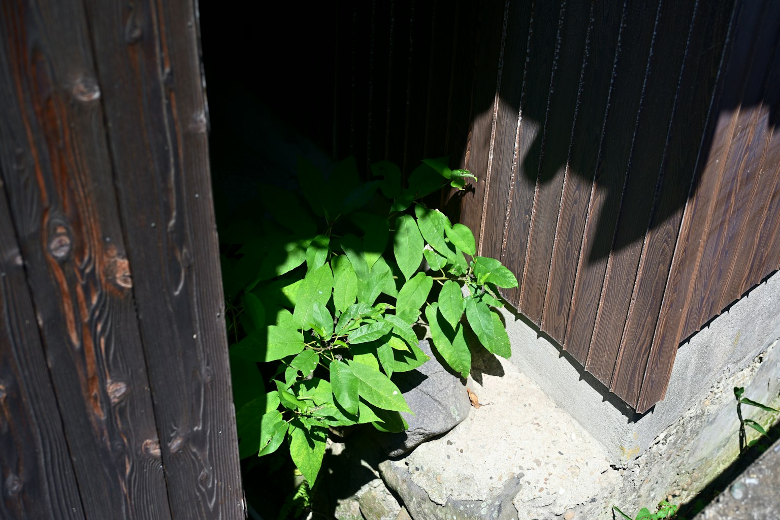 Pianta verde che emerge dall'apertura tra muri di legno e base in pietra