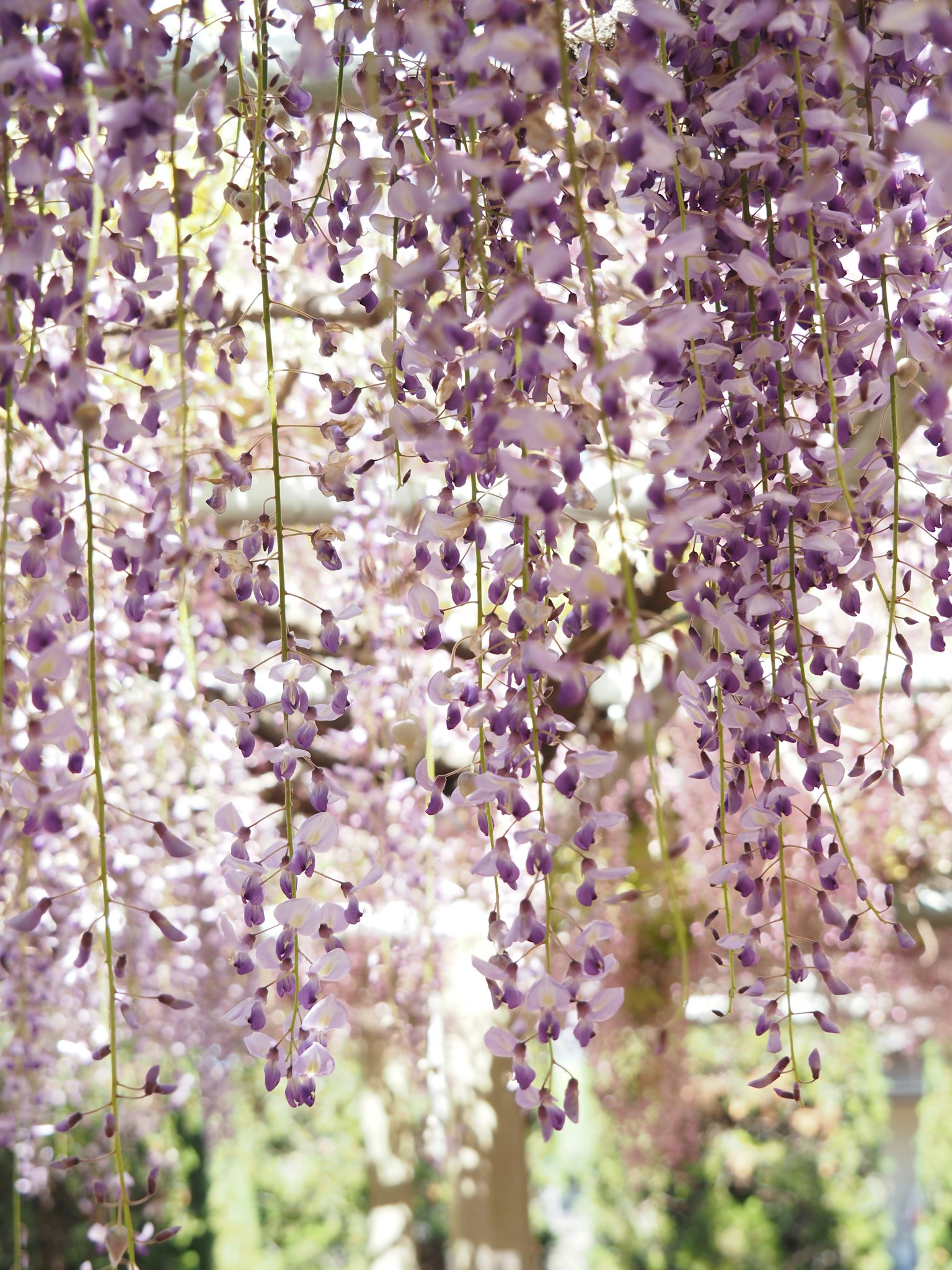 Bellissimo scenario di fiori di glicine viola che pendono