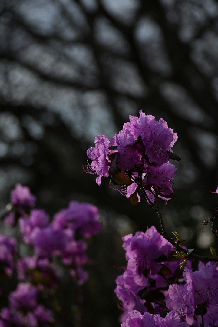 中島公園の紫の花が咲く木の枝