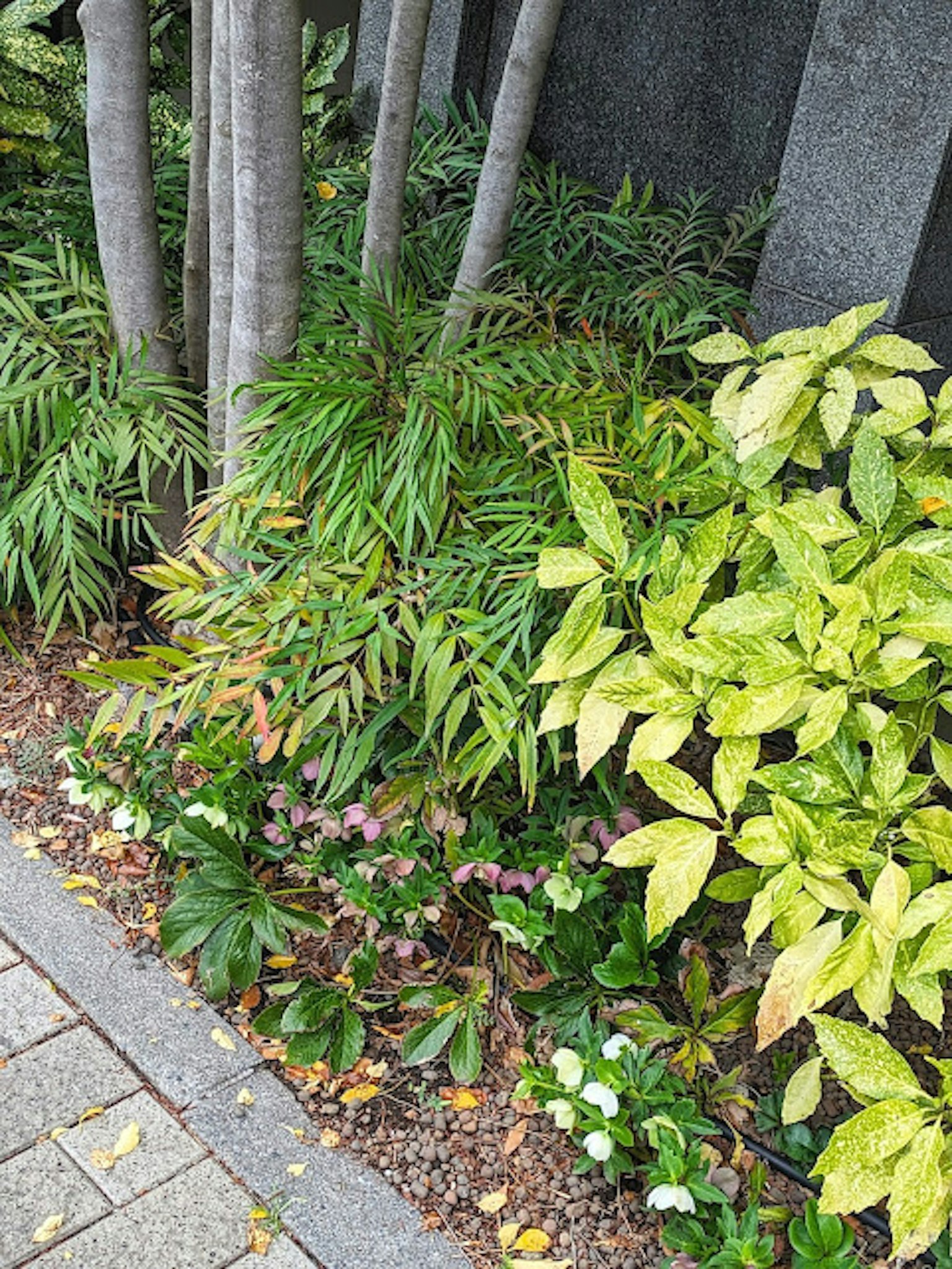 郁郁蔥蔥的綠植和鮮豔的綠黃葉子在花園中