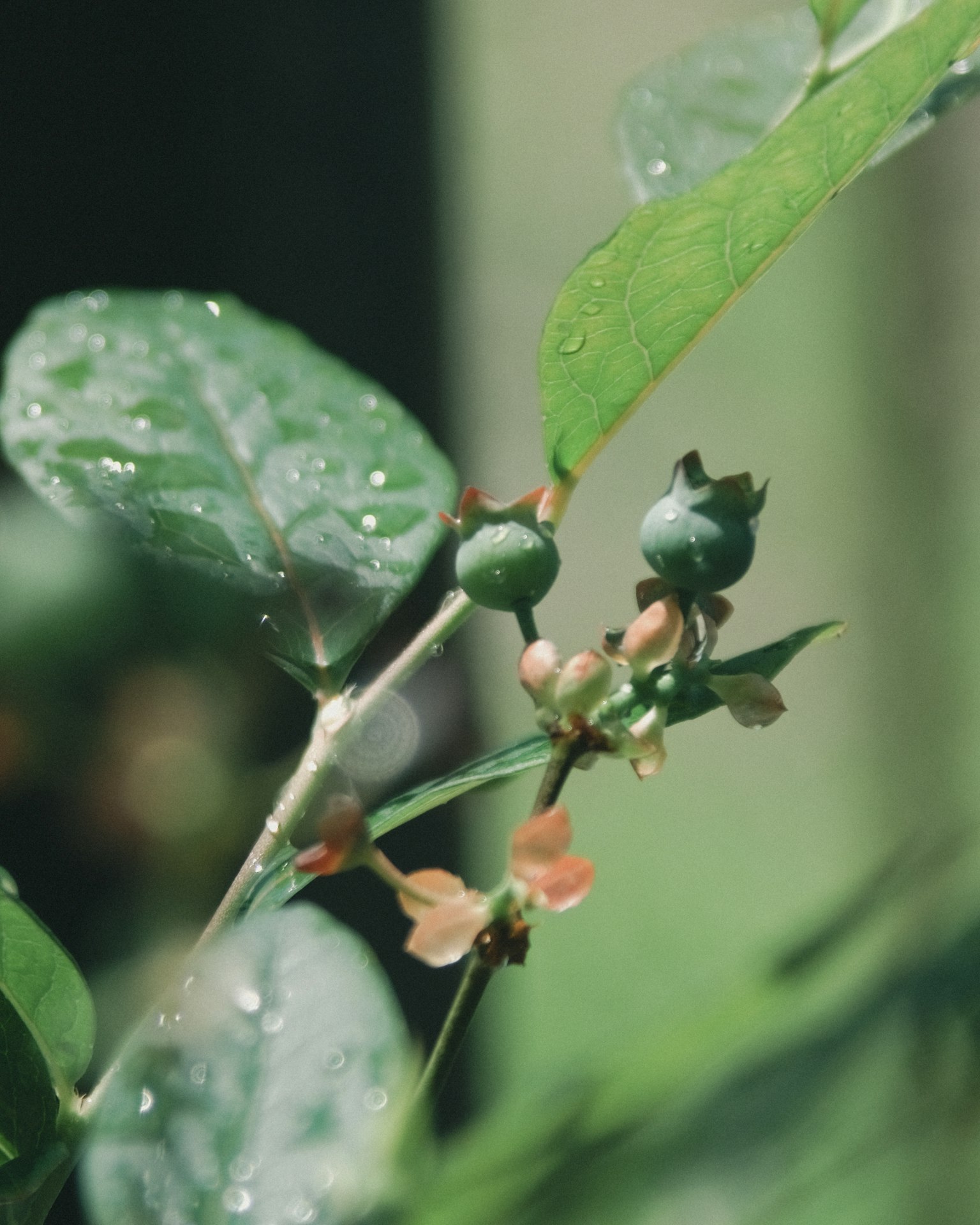 特寫植物，綠色葉子和未成熟的果實