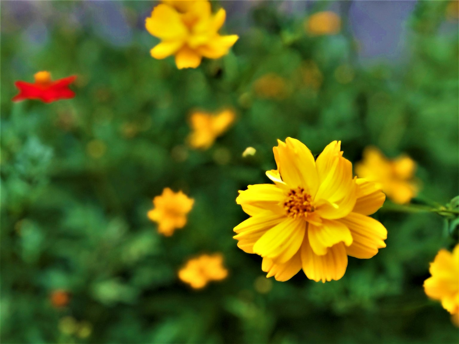 ดอกไม้สีเหลืองสดใสเบ่งบาน มีดอกแดงอยู่เบื้องหลัง