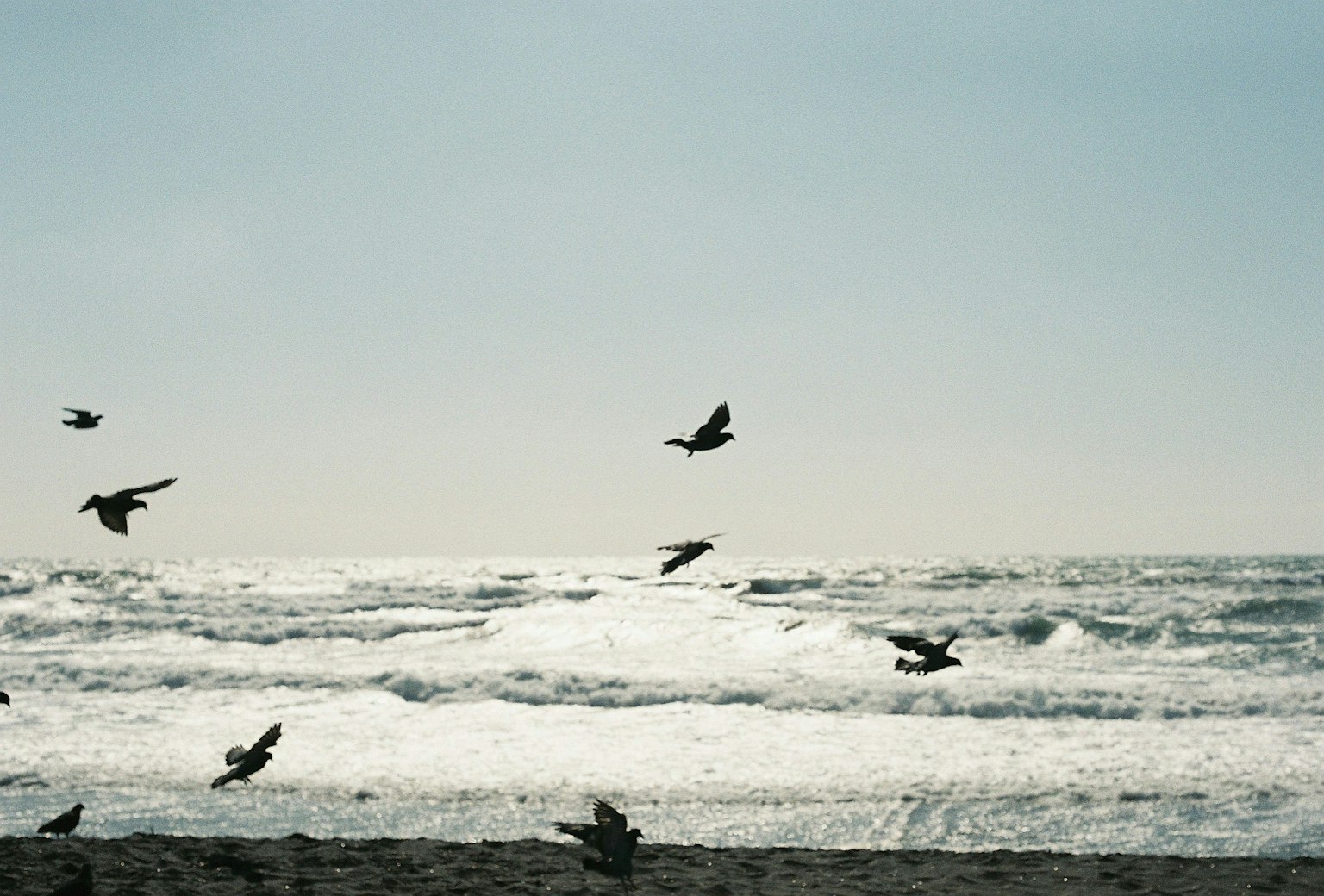Oiseaux volant au-dessus des vagues sur la côte