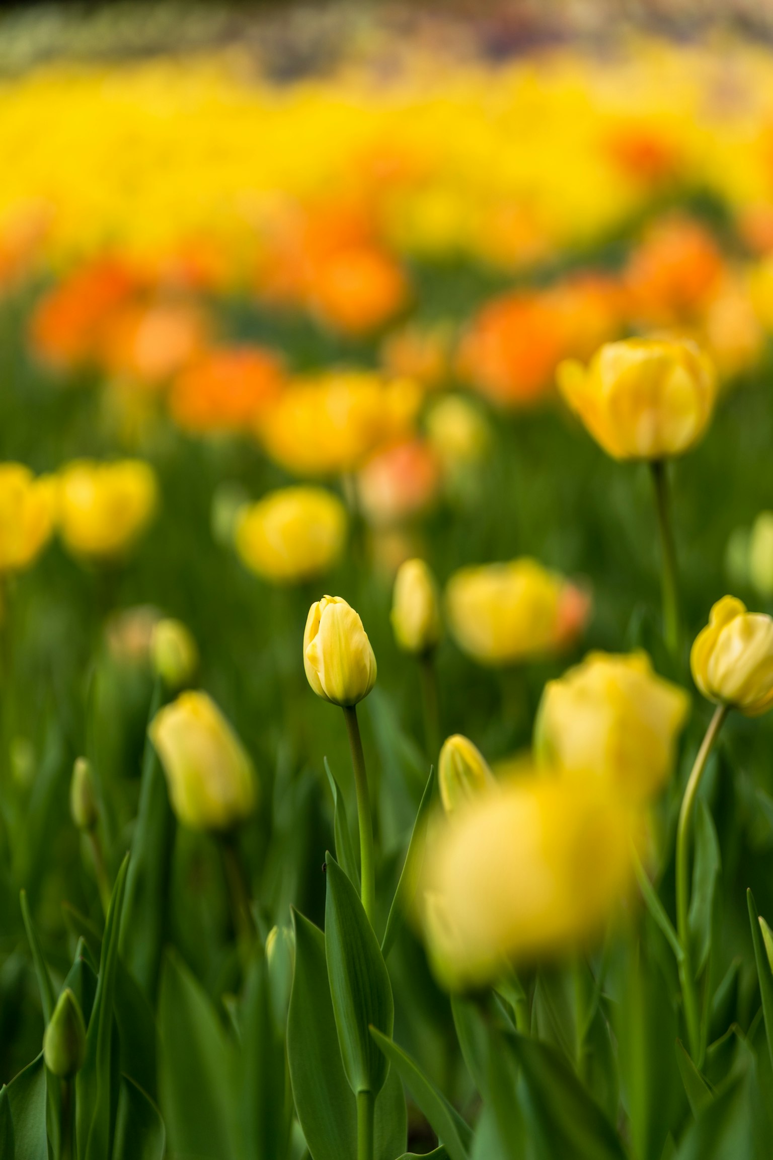 Vibrant field of tulips in various colors with a focus on yellow flowers
