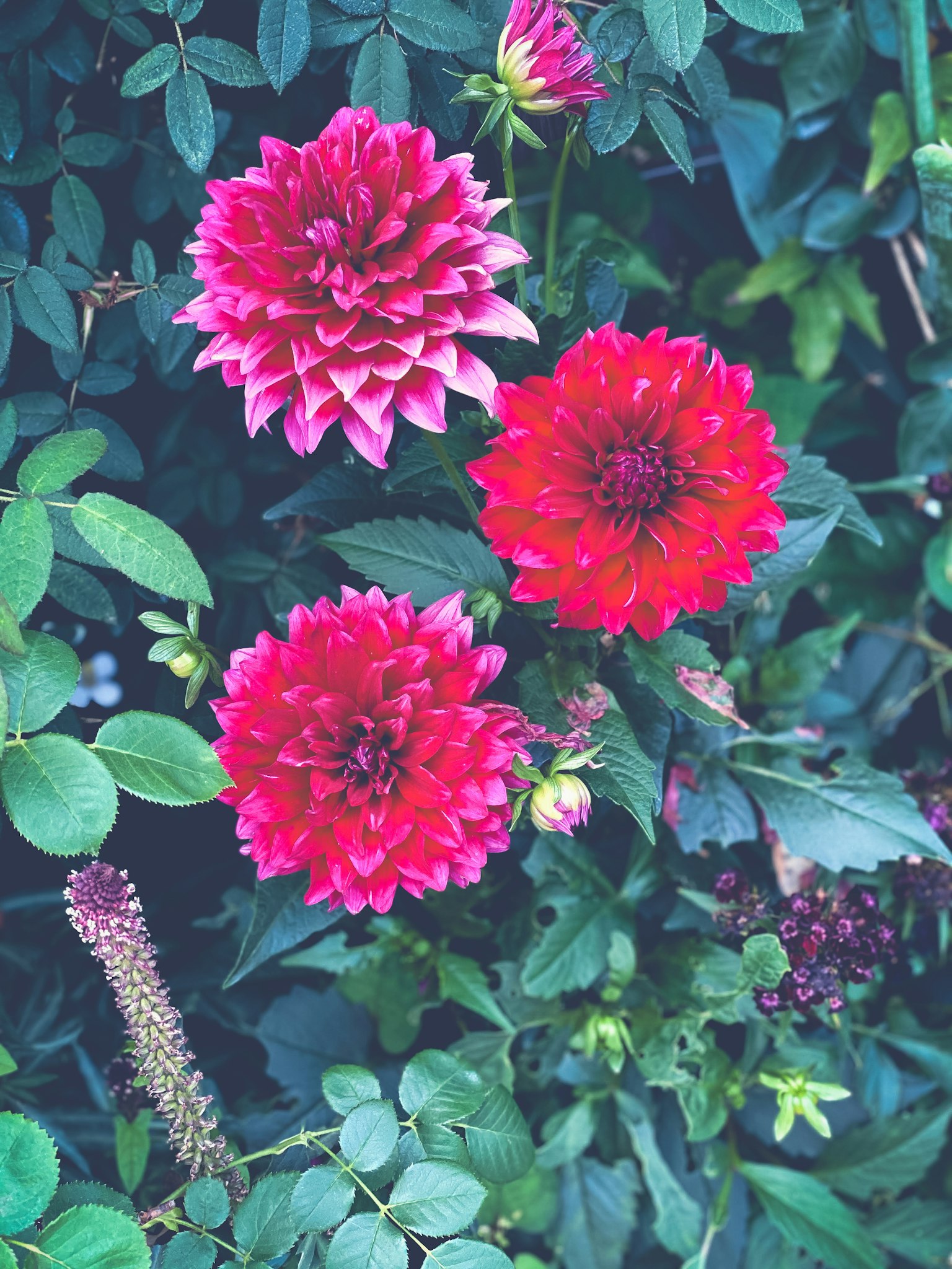 Bunga dahlia berwarna-warni mekar di taman