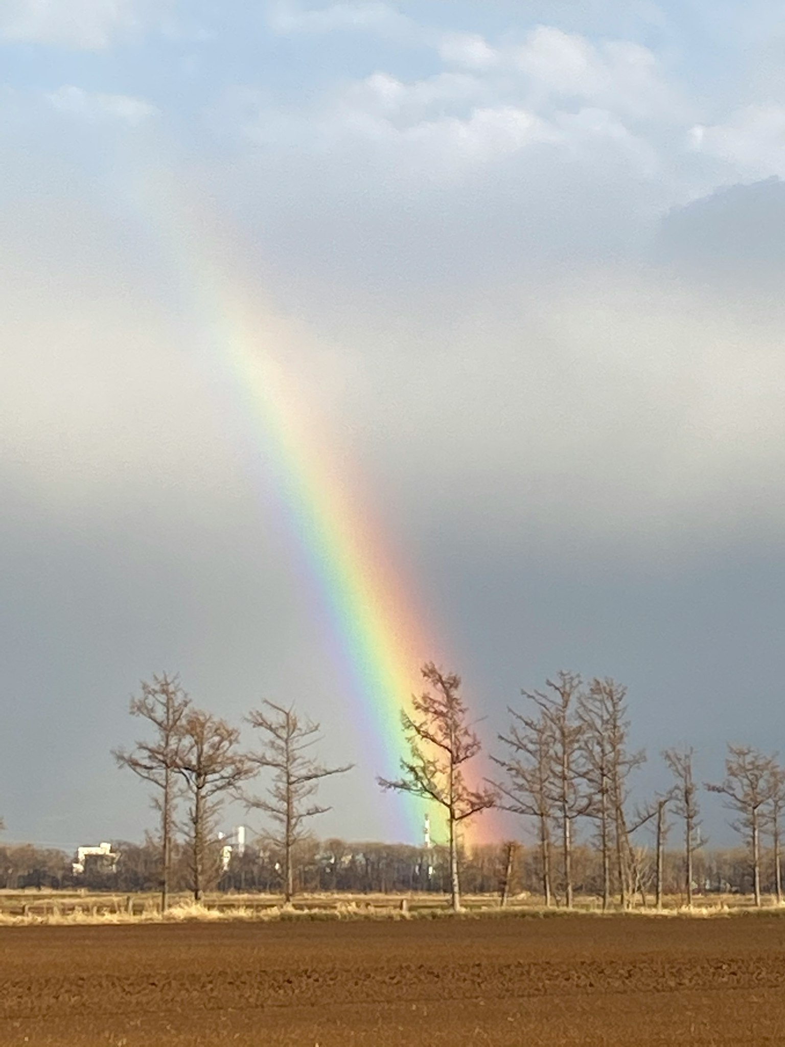 Un arcobaleno che si estende su un cielo nuvoloso con alberi in primo piano
