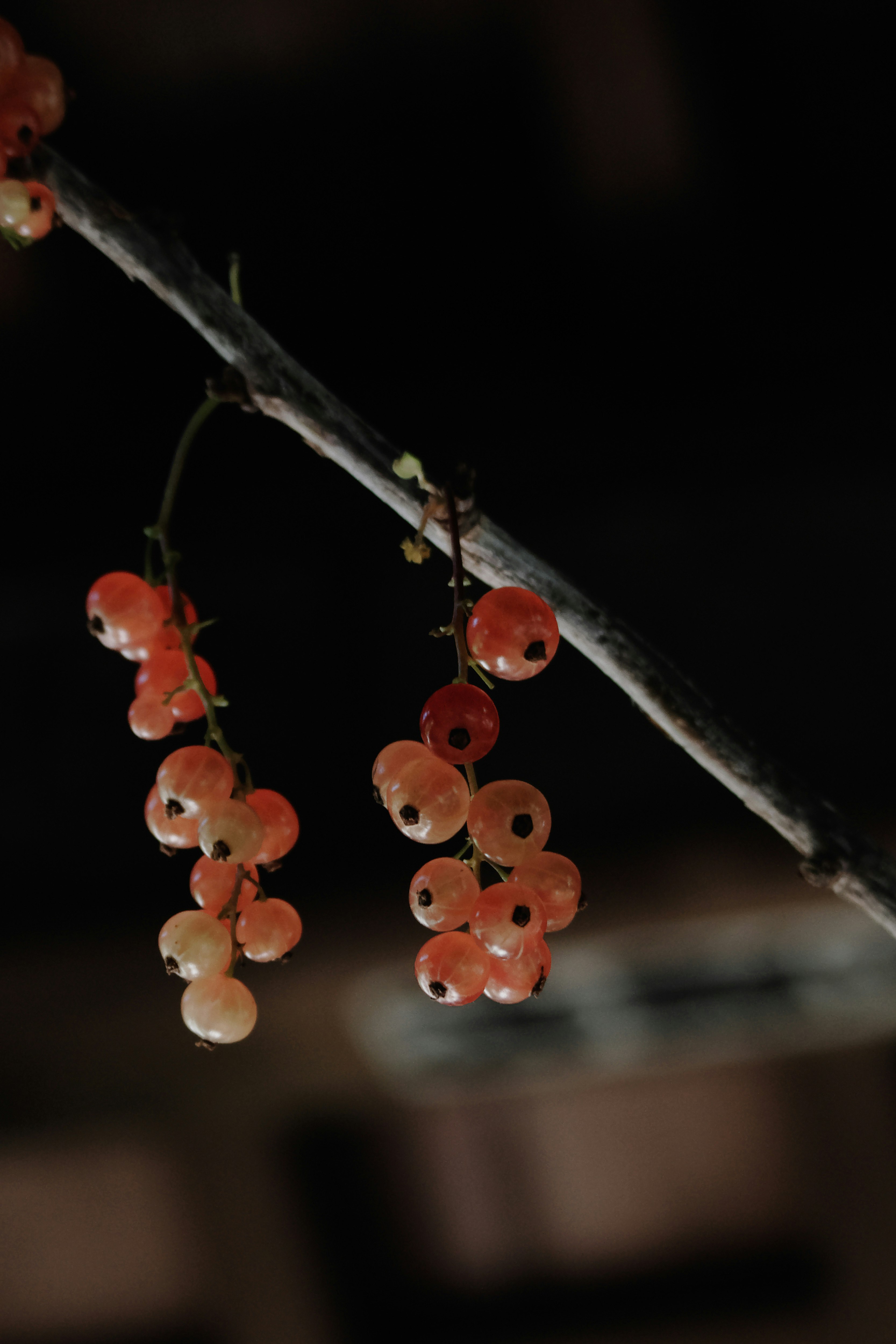 生け花の実が枝先に連なる画像