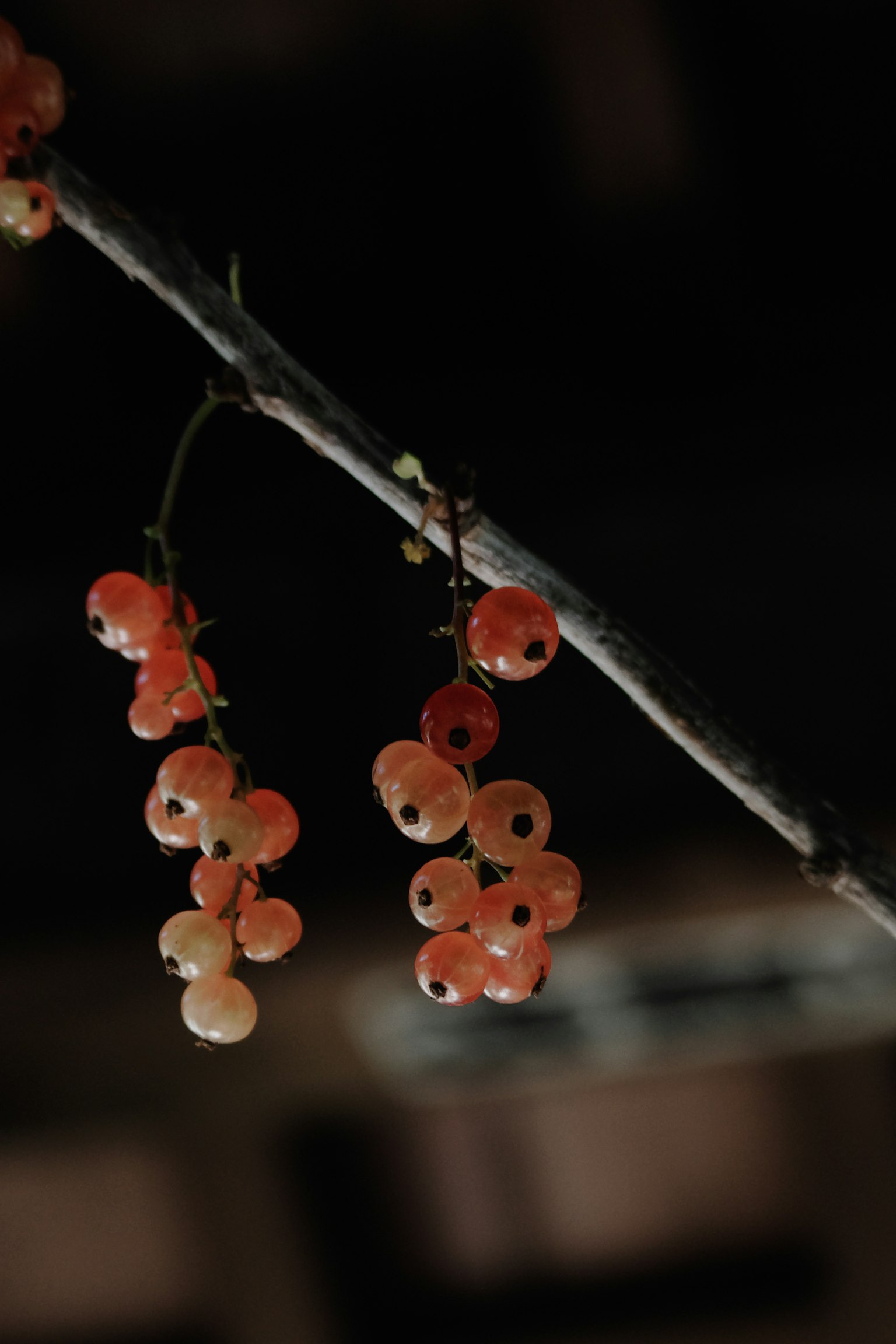 Branch with orange berries against a dark background