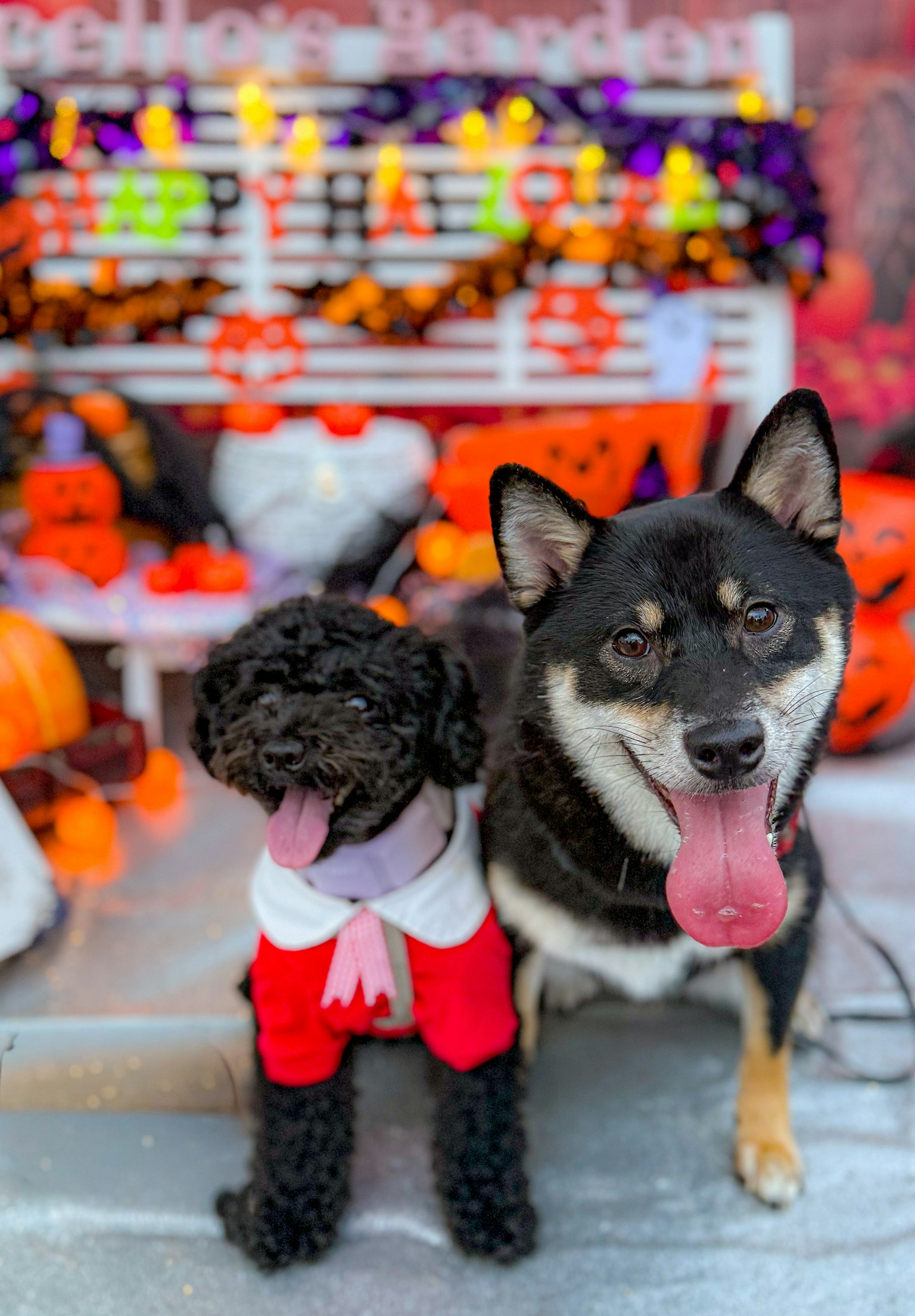 สุนัขสองตัวในชุดฮาโลวีนอยู่หน้าการตกแต่งที่มีสีสัน ตัวหนึ่งเป็นพุดเดิ้ลสีดำสวมชุดสีแดง อีกตัวเป็นชิบะอิหนูที่ยิ้ม