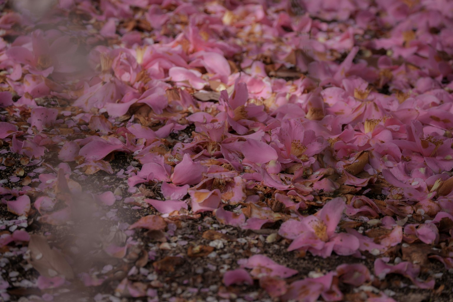 Auf dem Boden verstreute rosa Kirschblütenblätter