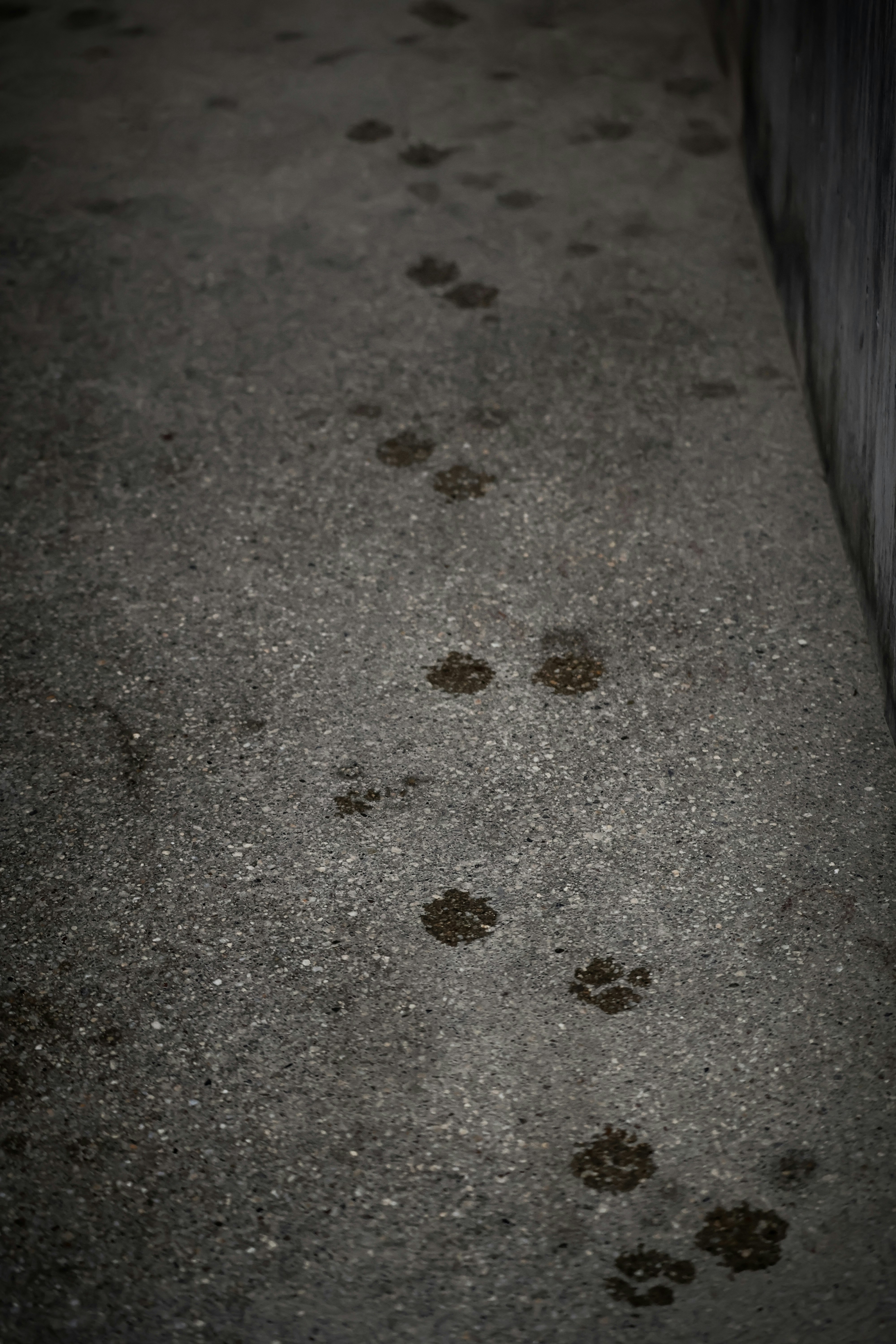 雨后湿路上的猫爪印
