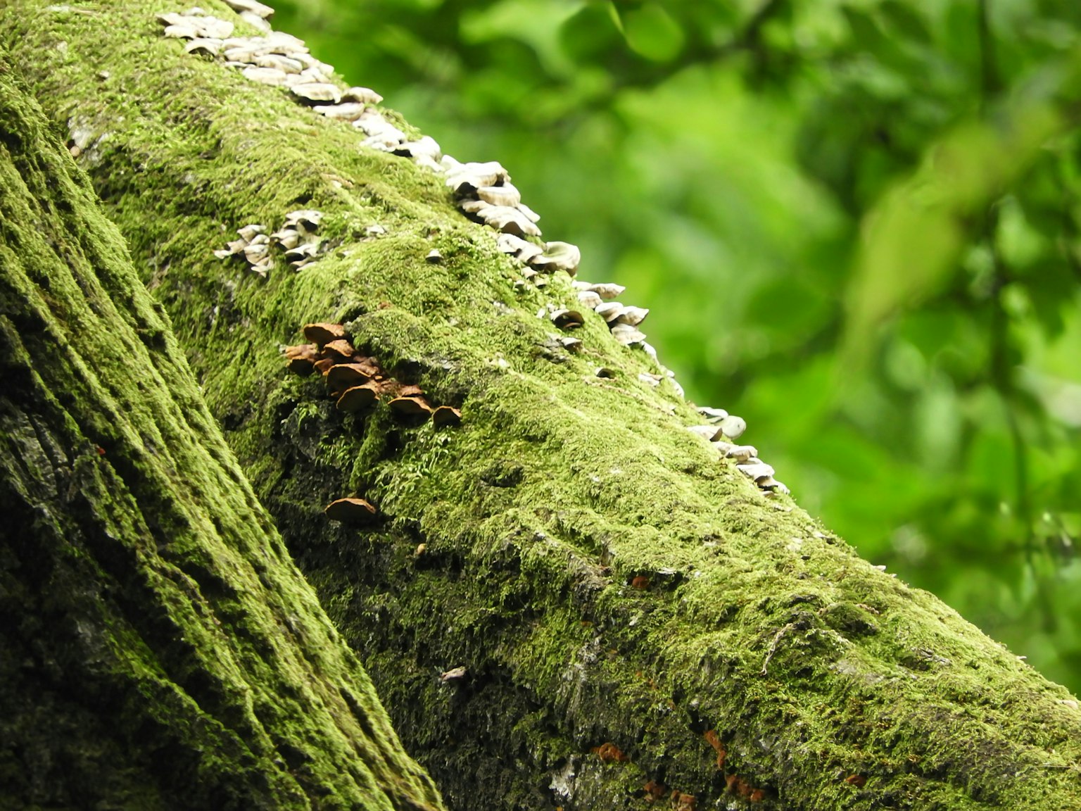 Tronco de árbol cubierto de musgo con hongos y setas