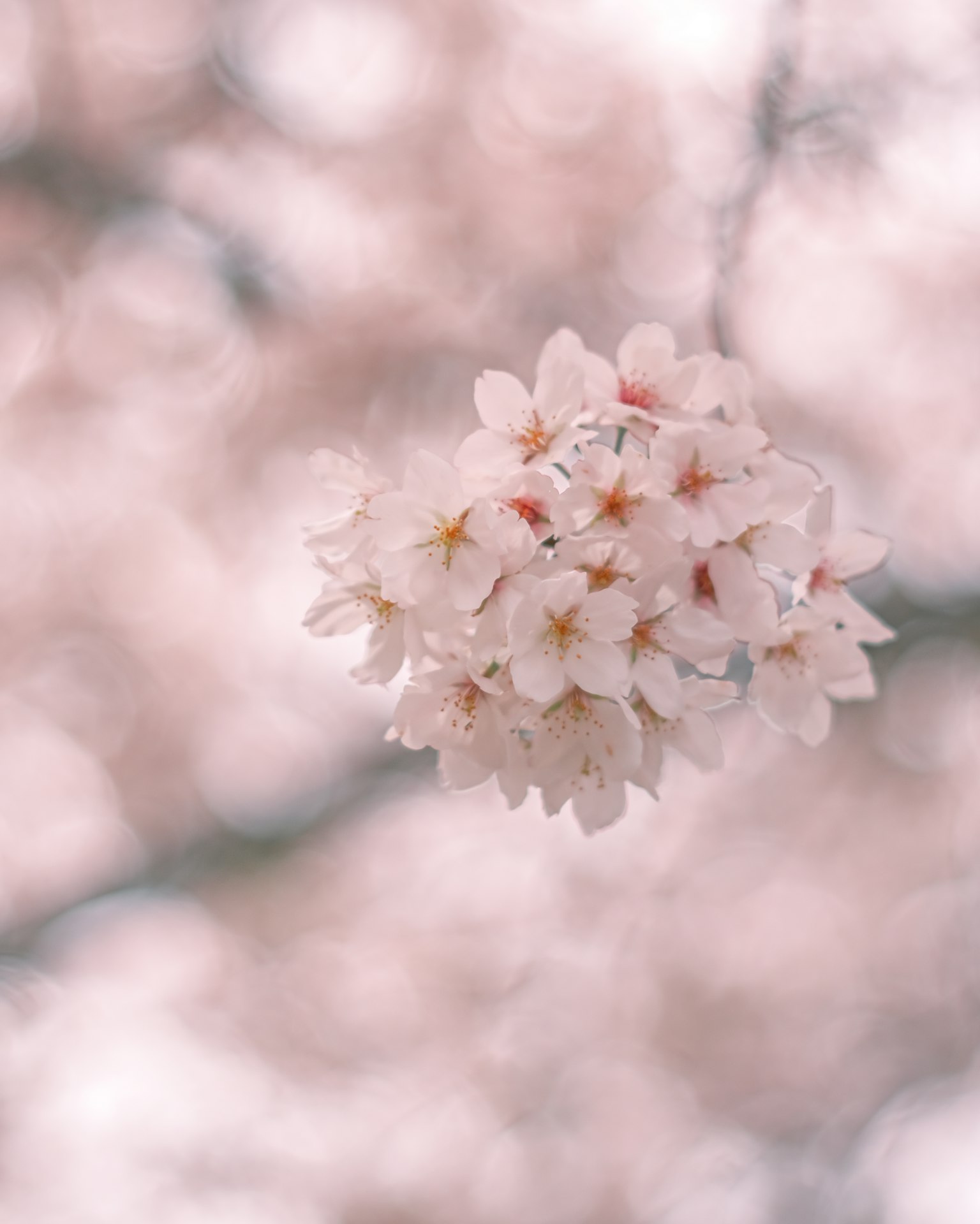 Bündel von blassen rosa Kirschblüten